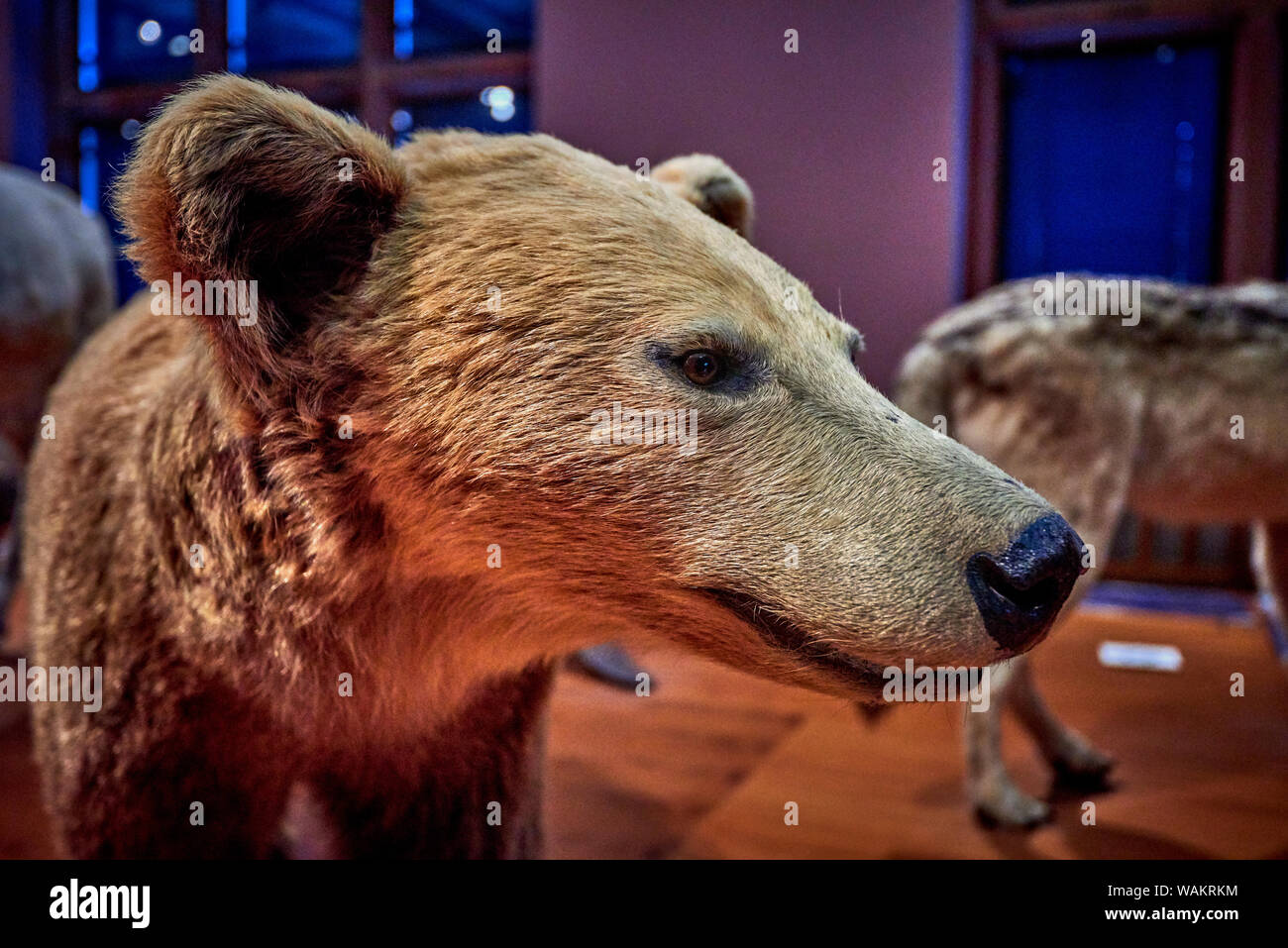 Kelvingrove (GLAS 1) Stockfoto