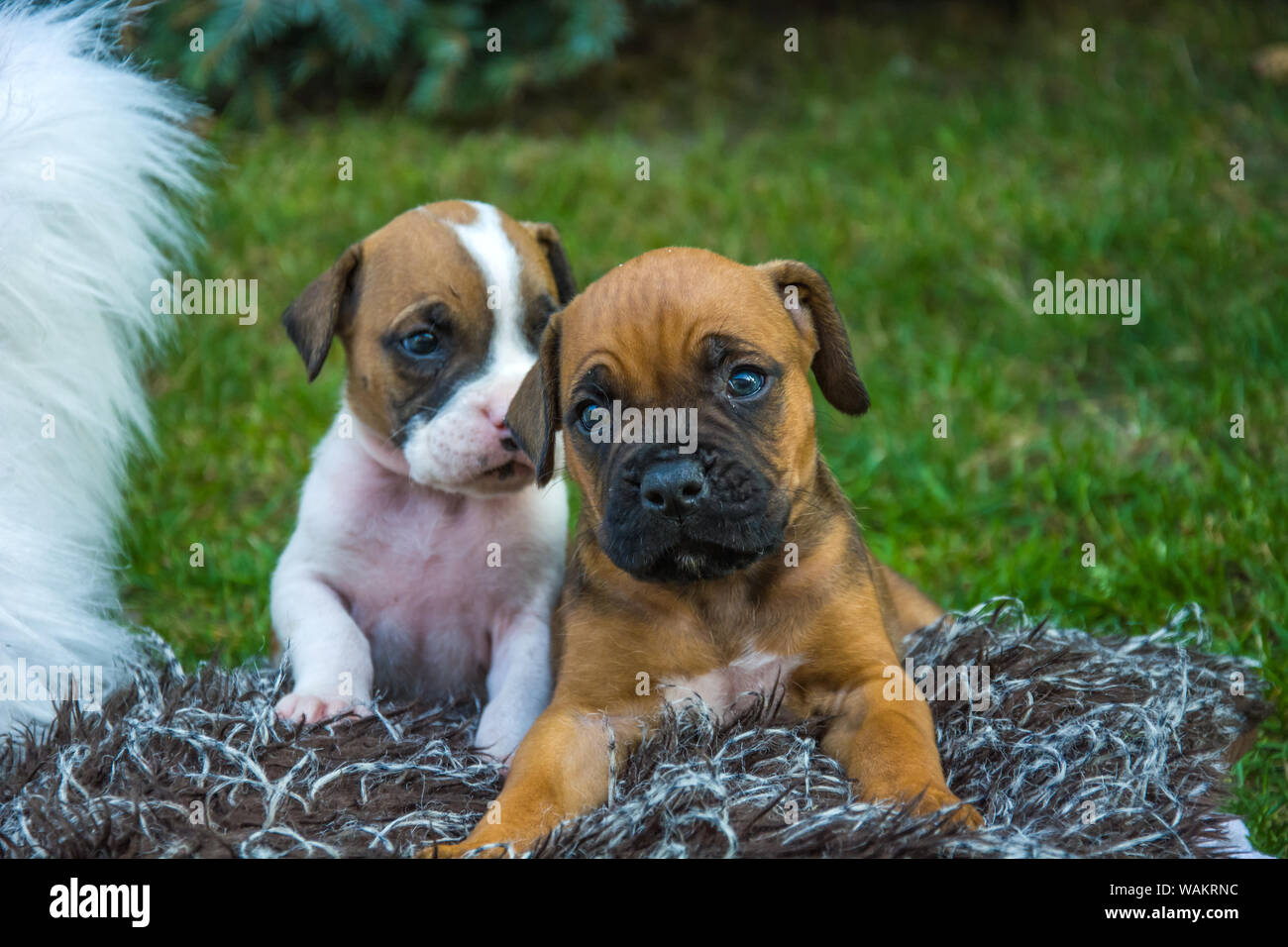 Zwei Welpen von einem Boxer Hund auf einer Decke Stockfoto