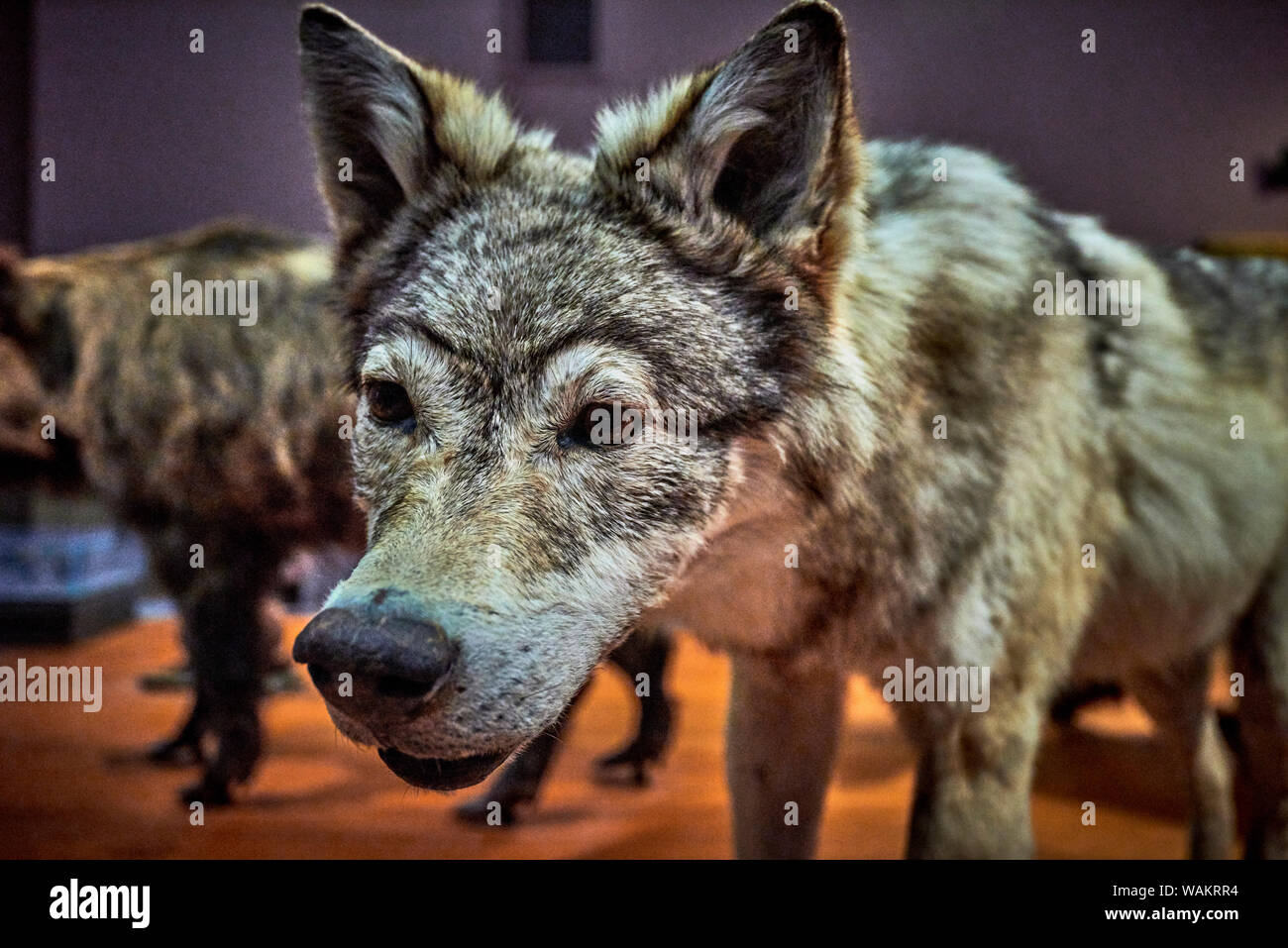 Kelvingrove (GLAS 1) Stockfoto