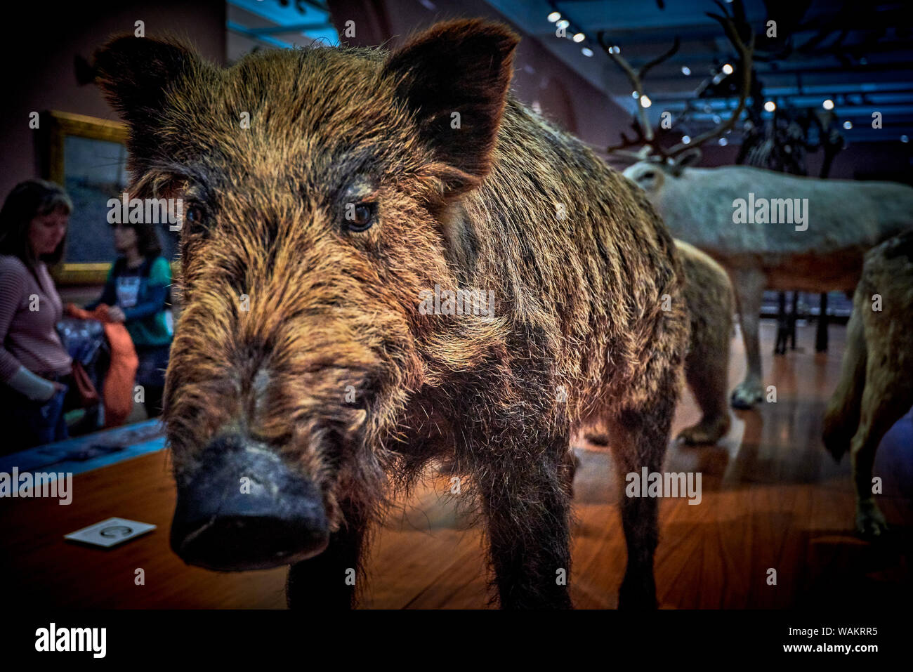 Kelvingrove (GLAS 1) Stockfoto