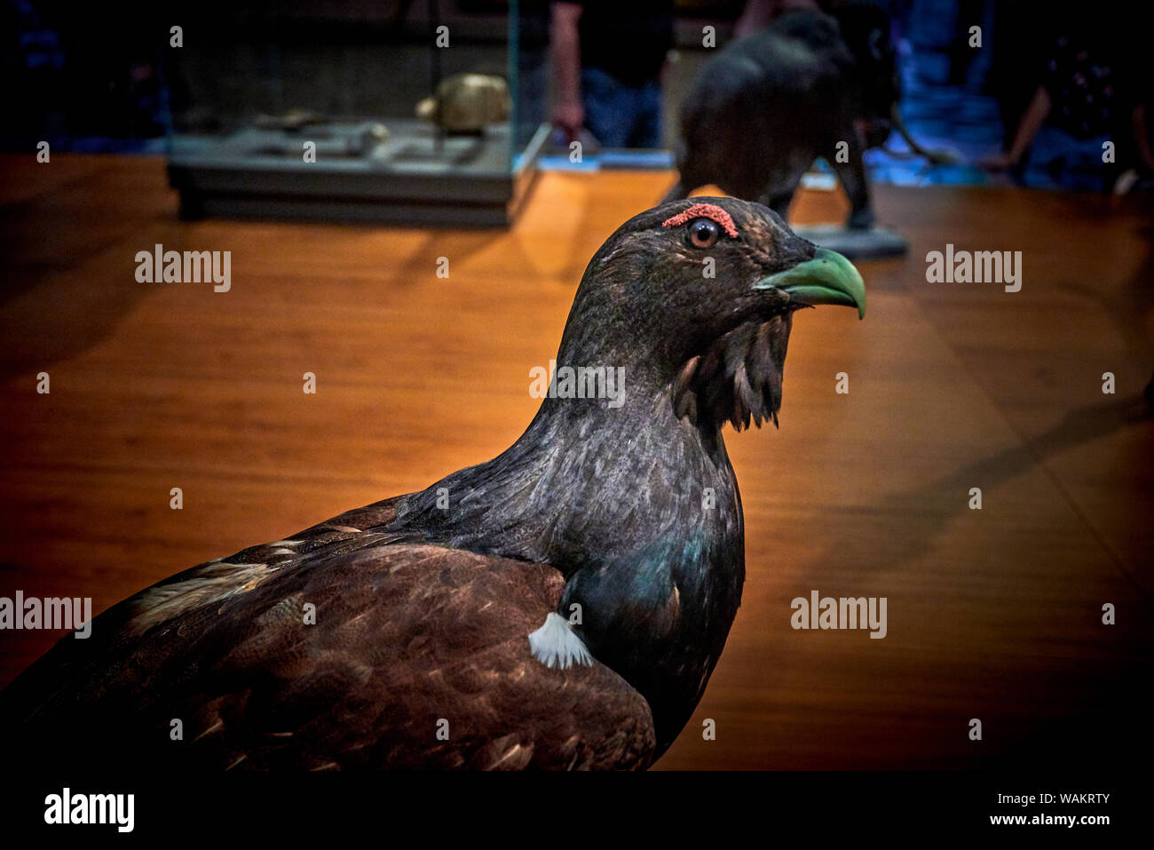 Kelvingrove (GLAS 1) Stockfoto