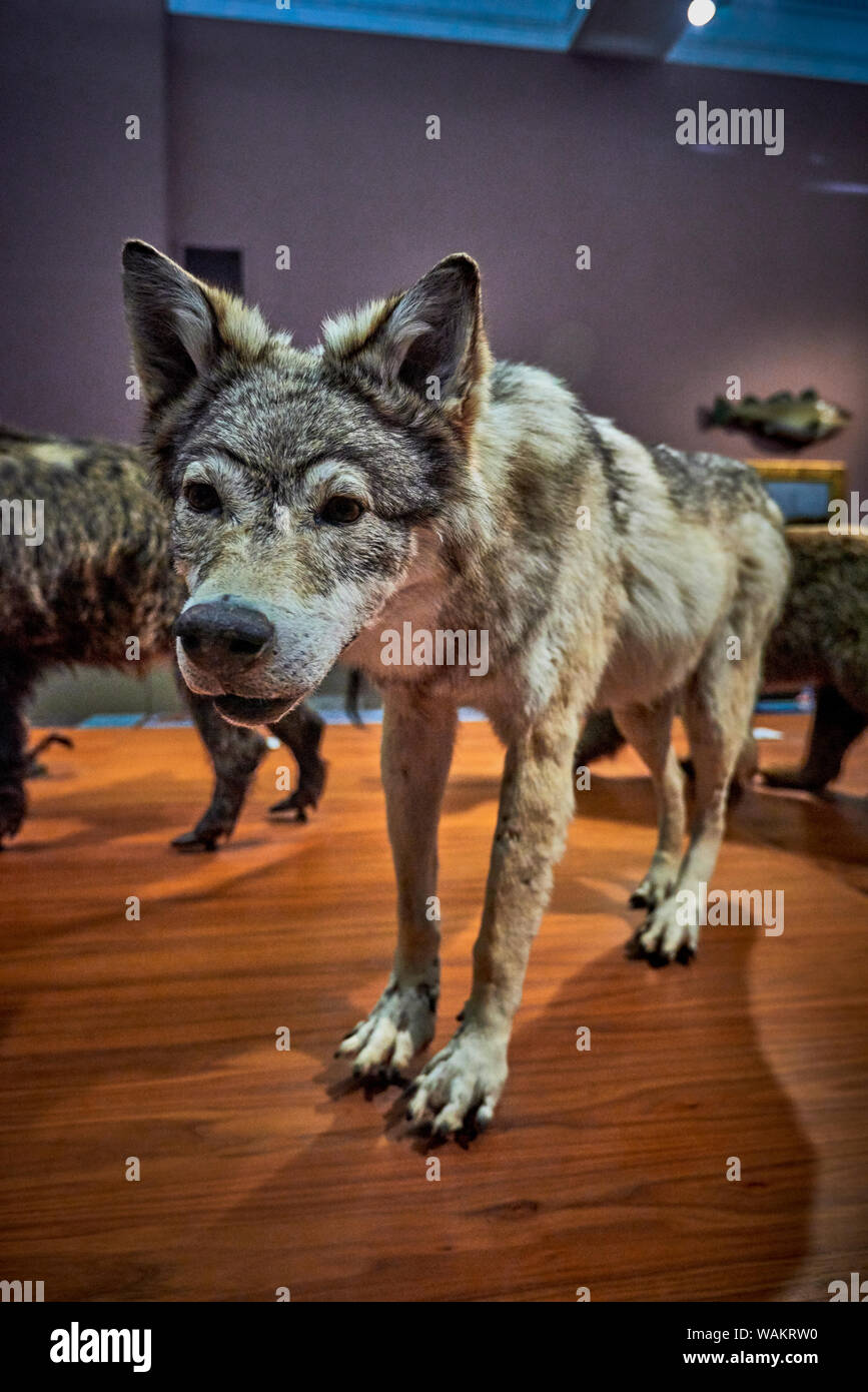 Kelvingrove (GLAS 1) Stockfoto