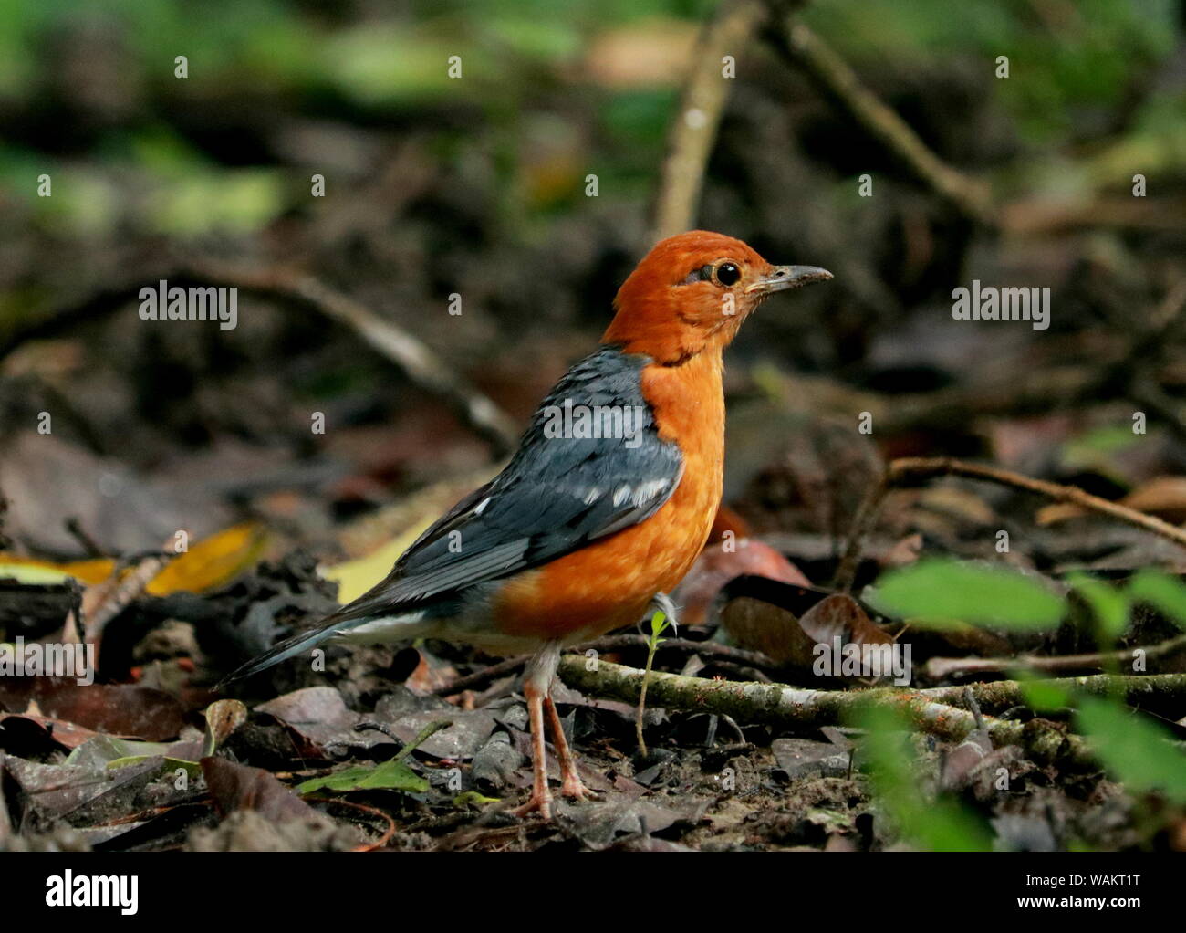 Tier Vogel wild. Stockfoto