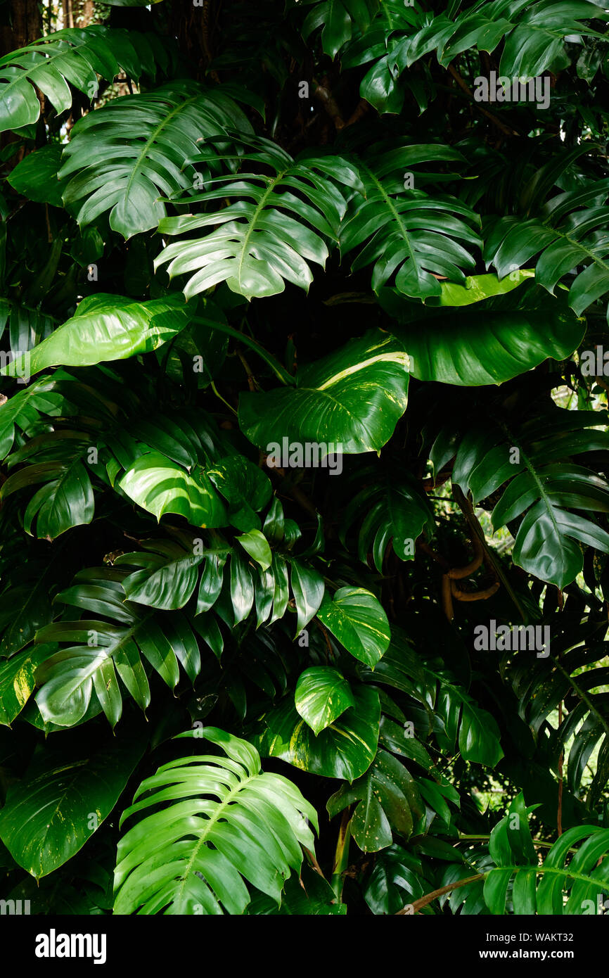 Botanischer Natur Grne tropische Bltter Monstera, Palm, Farn und  Zierpflanzen Kulisse. Exotische gewachsen Dschungel Laub Strauch  Philodendron Garten. Trop Stockfotografie - Alamy