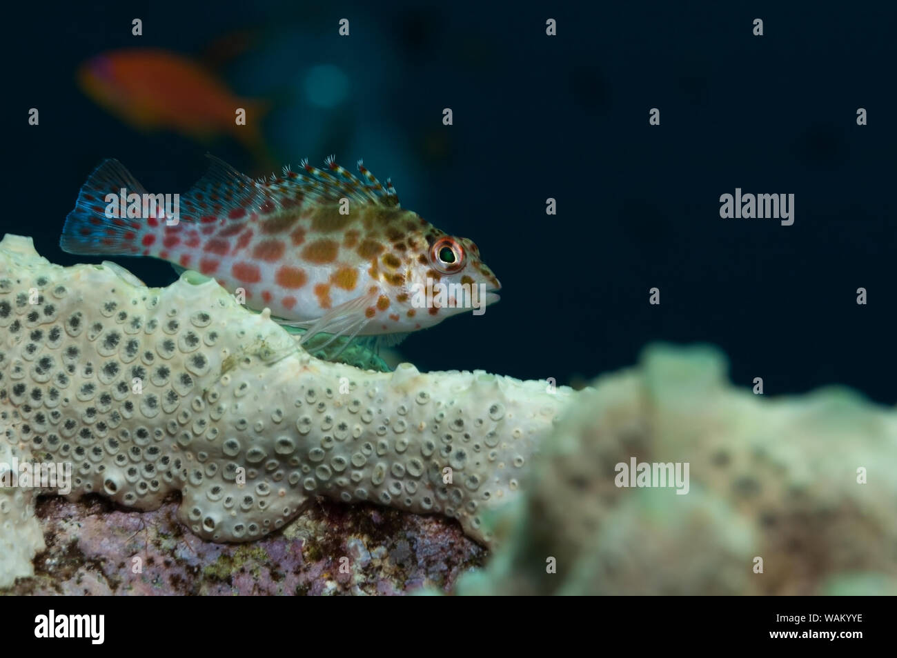 Korallen oder Pixy fischfreundschaften (Cirrhitichthys oxycephalus) im Sudan. Sanganeb Riff, Rotes Meer. Stockfoto