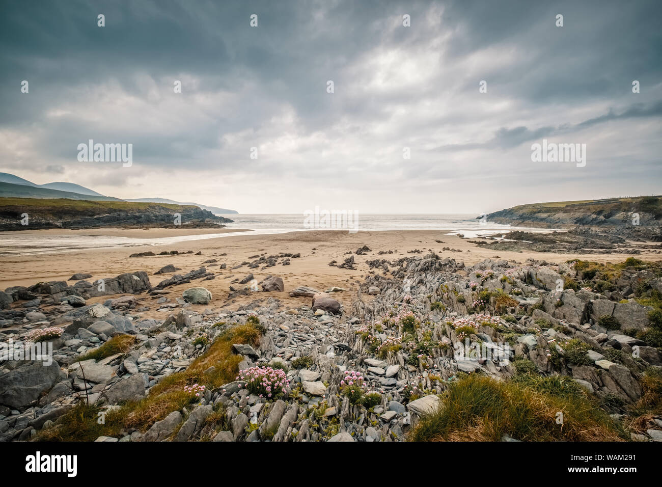 Rosa Blumen, Felsen und Sandstrand in St. Finians Bay auf den Skellig Ring und wilden Atlantik in South West Irland Stockfoto