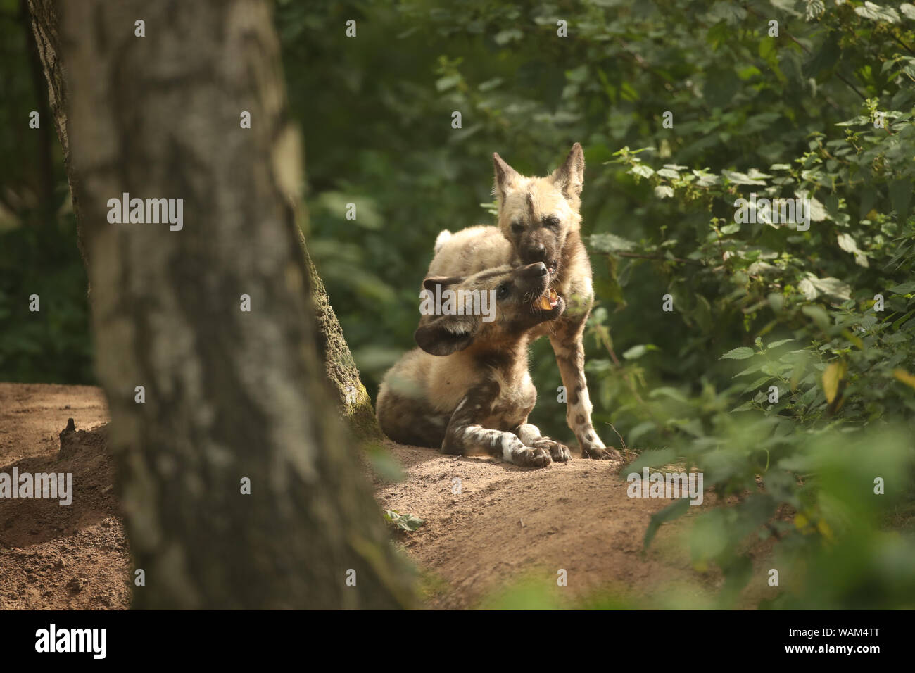 Und lehana Lembani, zwei gemalten Hund Welpen Yorkshire Wildlife Park in der Nähe von Doncaster. Die welpen verloren ihre Mutter Thabo, wenn sie 6 Wochen alt waren, und den Rest der Packung haben um Sammelten mit Vater Nefari, für sie zu sorgen, da ihr Tod. Stockfoto