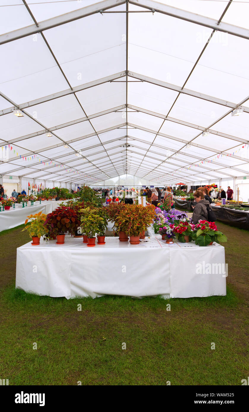 Die Menschen die Blumenarrangements im 2019 Southport Flower Show. Stockfoto