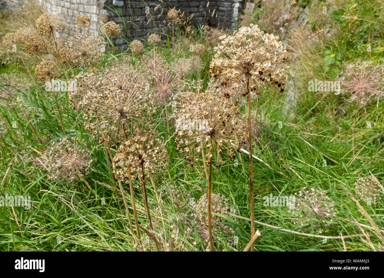 Nahaufnahme getrockneter Setzköpfe von Allium allium im Sommer England Vereinigtes Königreich GB Großbritannien Stockfoto