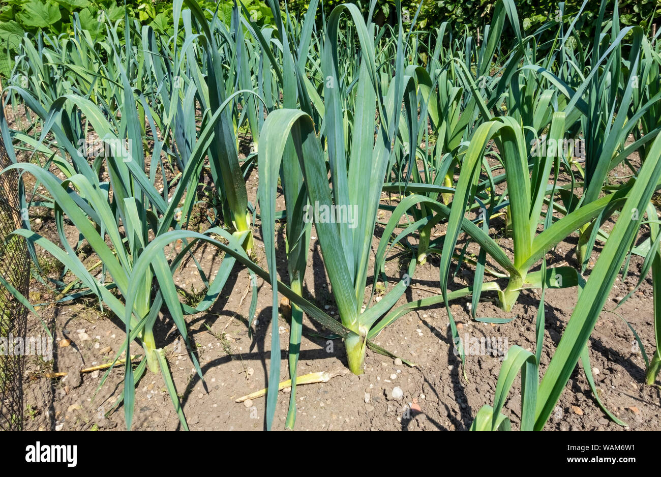 Lauch Pandora Lauch Pflanzen Sorte wächst in einem Gemüsegarten Grundstück im Sommer England Vereinigtes Königreich GB Großbritannien Stockfoto