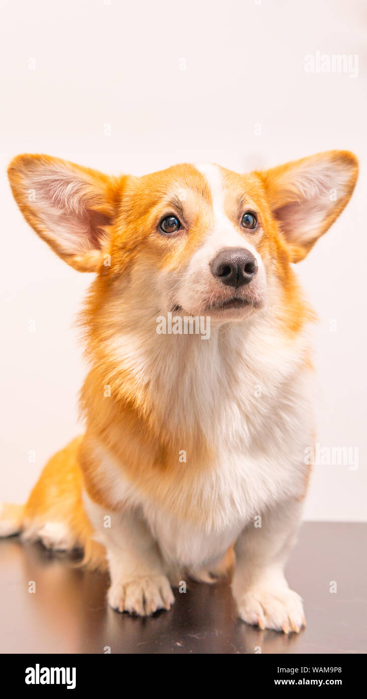 Porträt einer Cute Puppy Corgi Pembroke auf einem weißen Hintergrund. Happy Corgi Hund close-up. Stockfoto