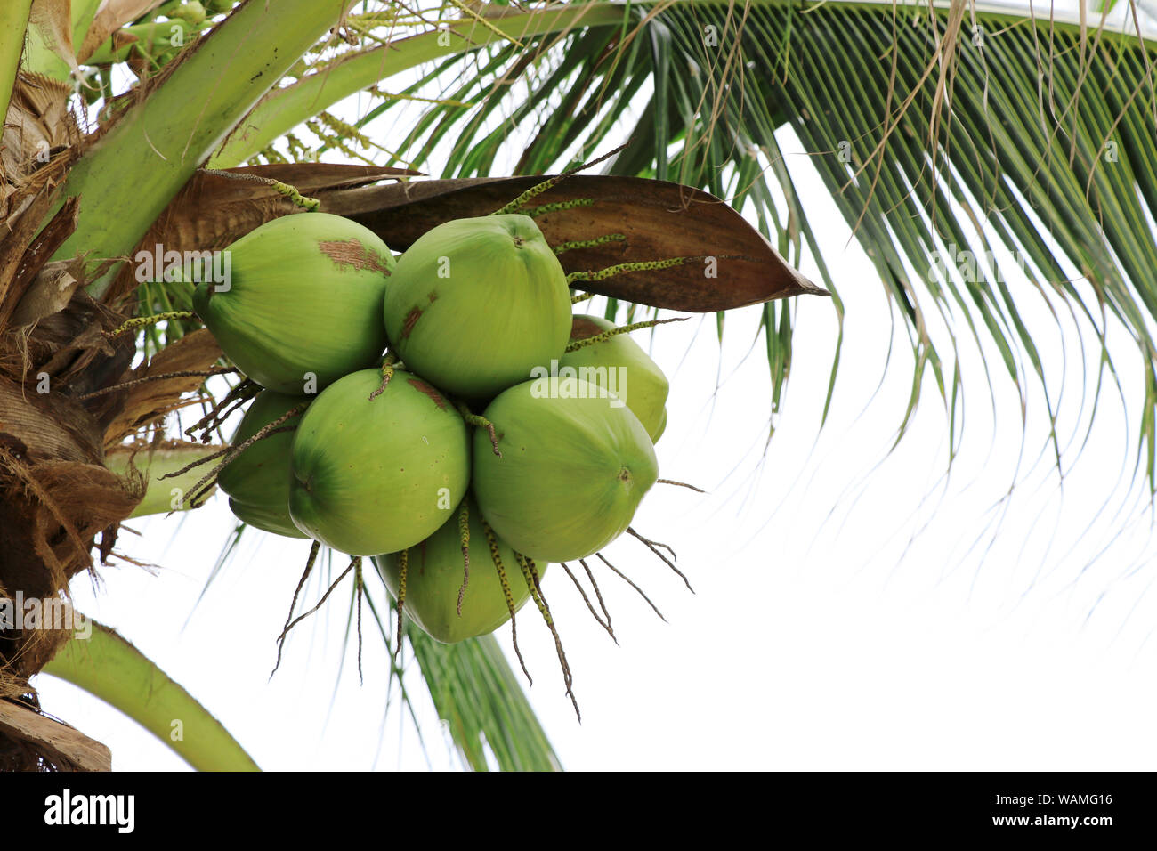Kokosnuss Gruppe auf Kokospalme. Stockfoto