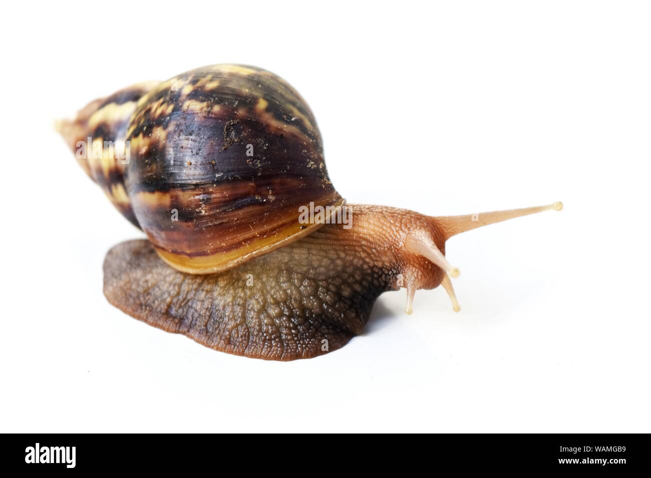 Die riesigen afrikanischen Land (Lissachatina) fulica Schnecke mit dunkelbraunen Shell und gelbe Streifen auf weißem Hintergrund Stockfoto