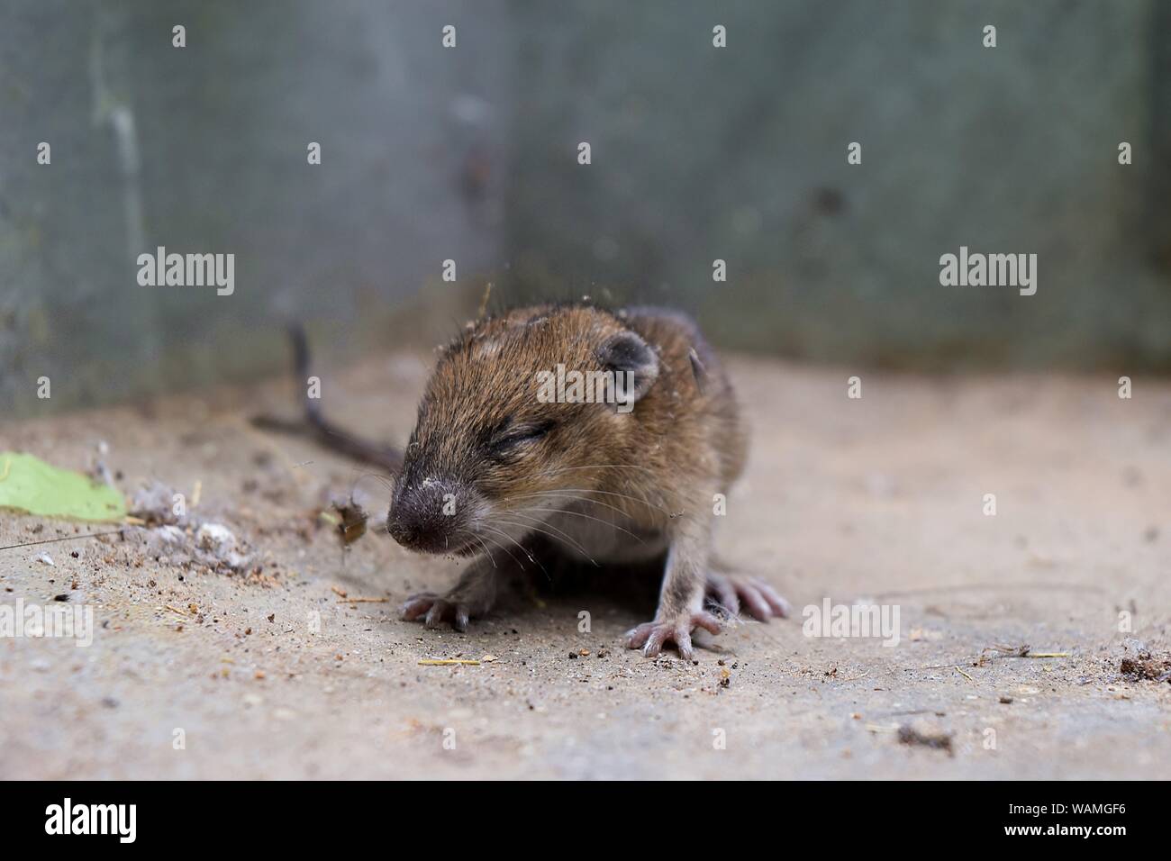 Das baby Ratte, die kleine Maus auf schmutzig grauen Boden, Baby Nagetiere, die nicht die Augen geöffnet haben Stockfoto