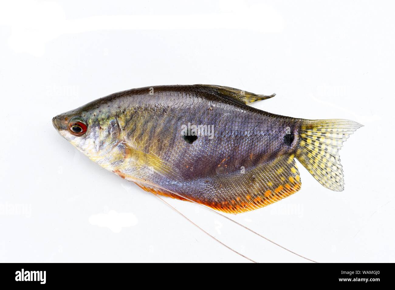 Gouram Fisch auf weißem Hintergrund, Süßwasser-Arten in Thailand Stockfoto