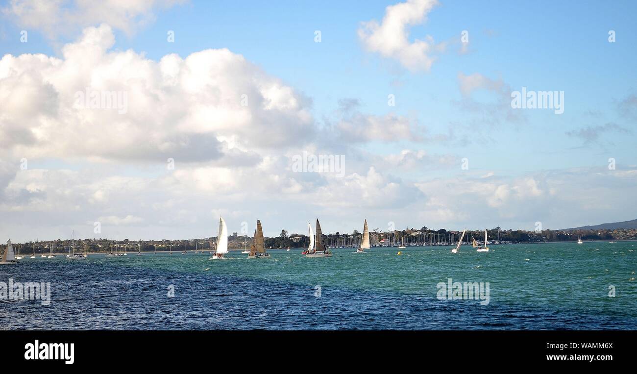 Segeln im Hafen von Auckland, Neuseeland Stockfoto