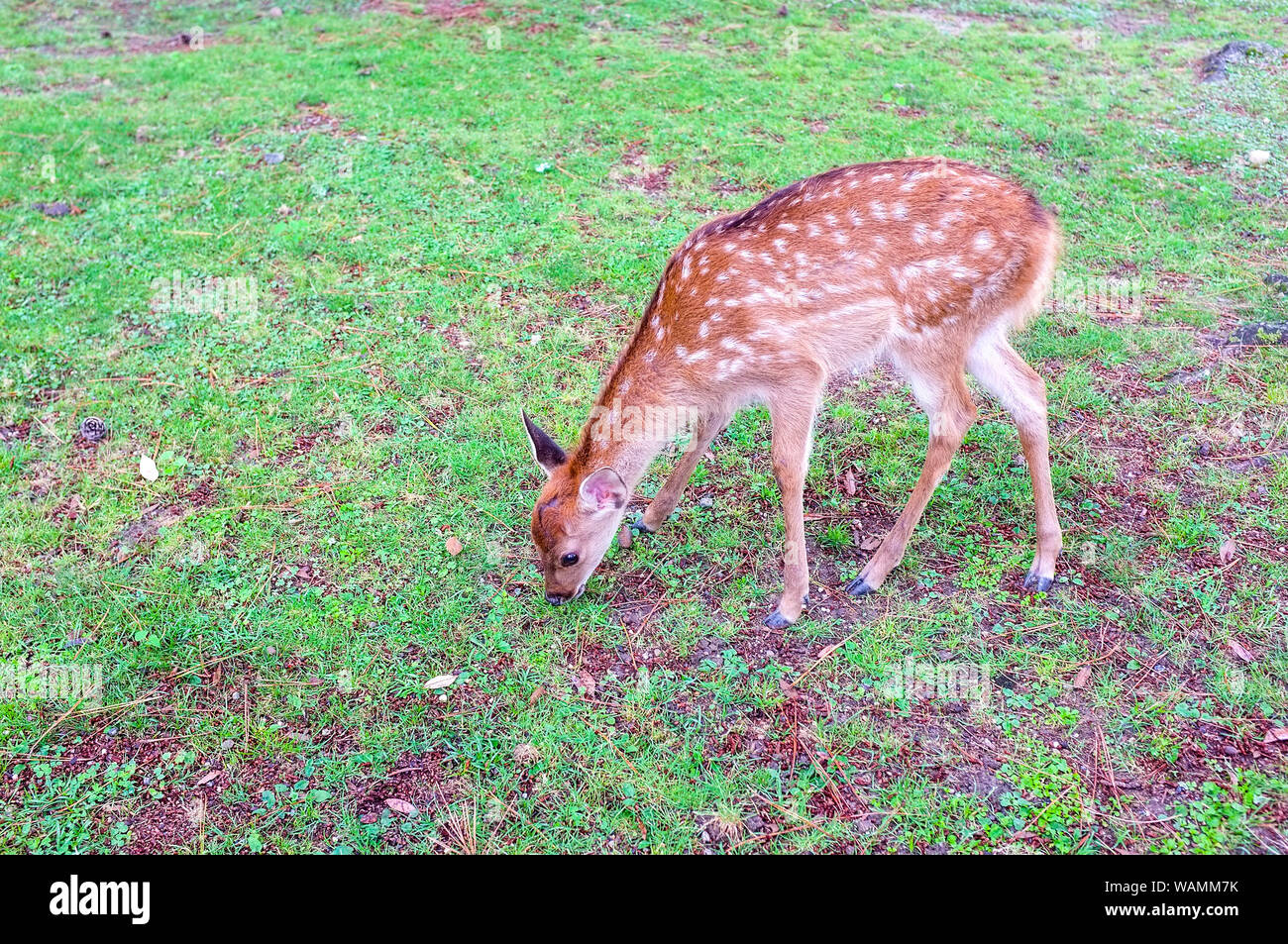 Rehkitz aus der Heiligen Hirsch von Nara, Nara-Shi in Japan. Die Rotwild sika Hirsch (Cervus Nippon) Auch der gefleckte Hirsch oder die Japanische Hirsche bekannt. Stockfoto