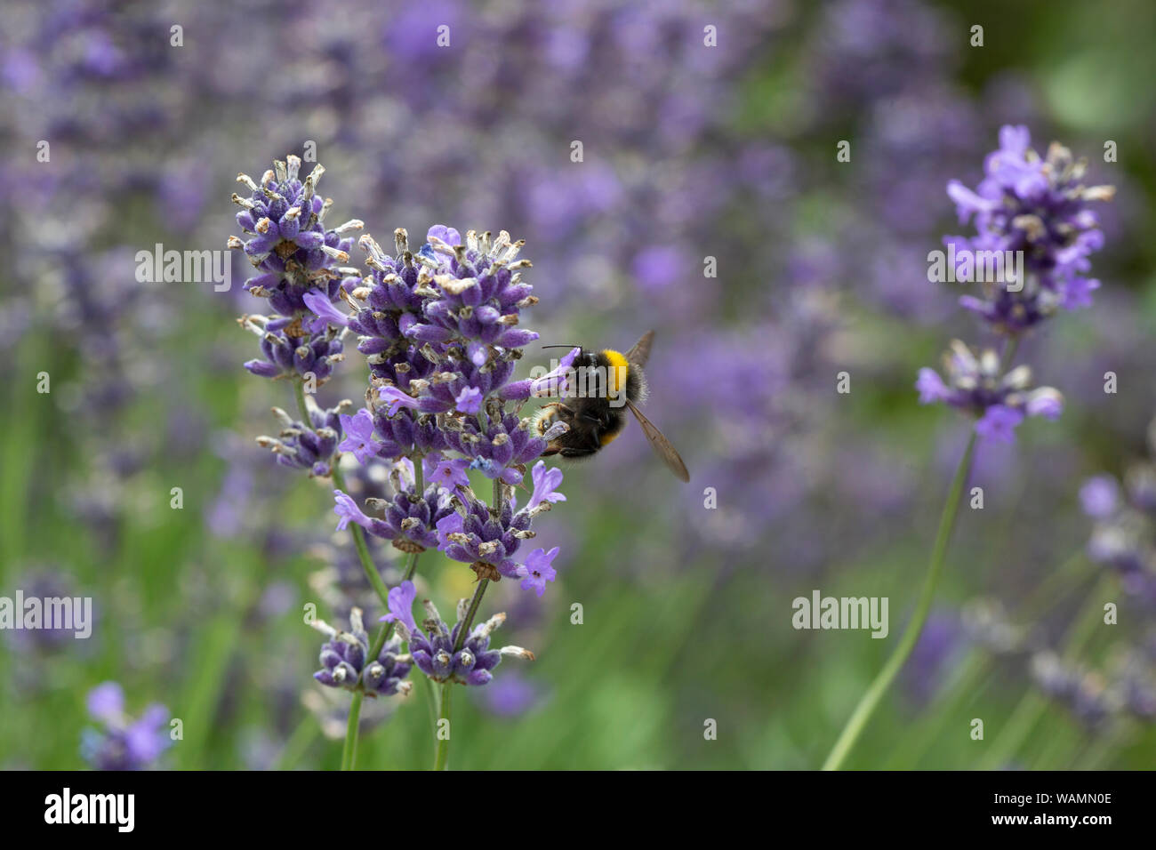 Nahaufnahme eines Bumble Bee, Bombus, Lavendelblüten Stockfoto