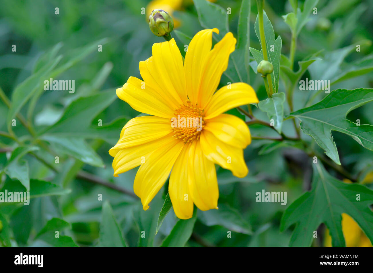 Mexikanische Sonnenblume oder Mexikanische Sonnenblume Unkraut, Tithonia diversifolia Blume Stockfoto
