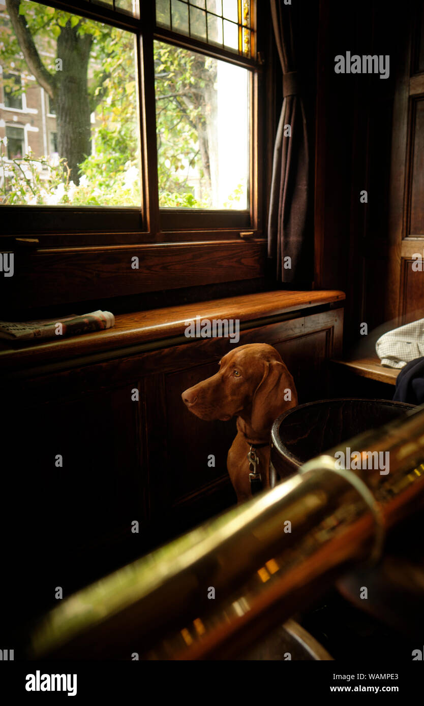 Ein treuer Chocolate Brown Vizsla Hund wartet auf Eigentümer zurückzugeben in einer holzgetäfelten Pub/Bar Inneneinrichtung mit Fenster. Stockfoto