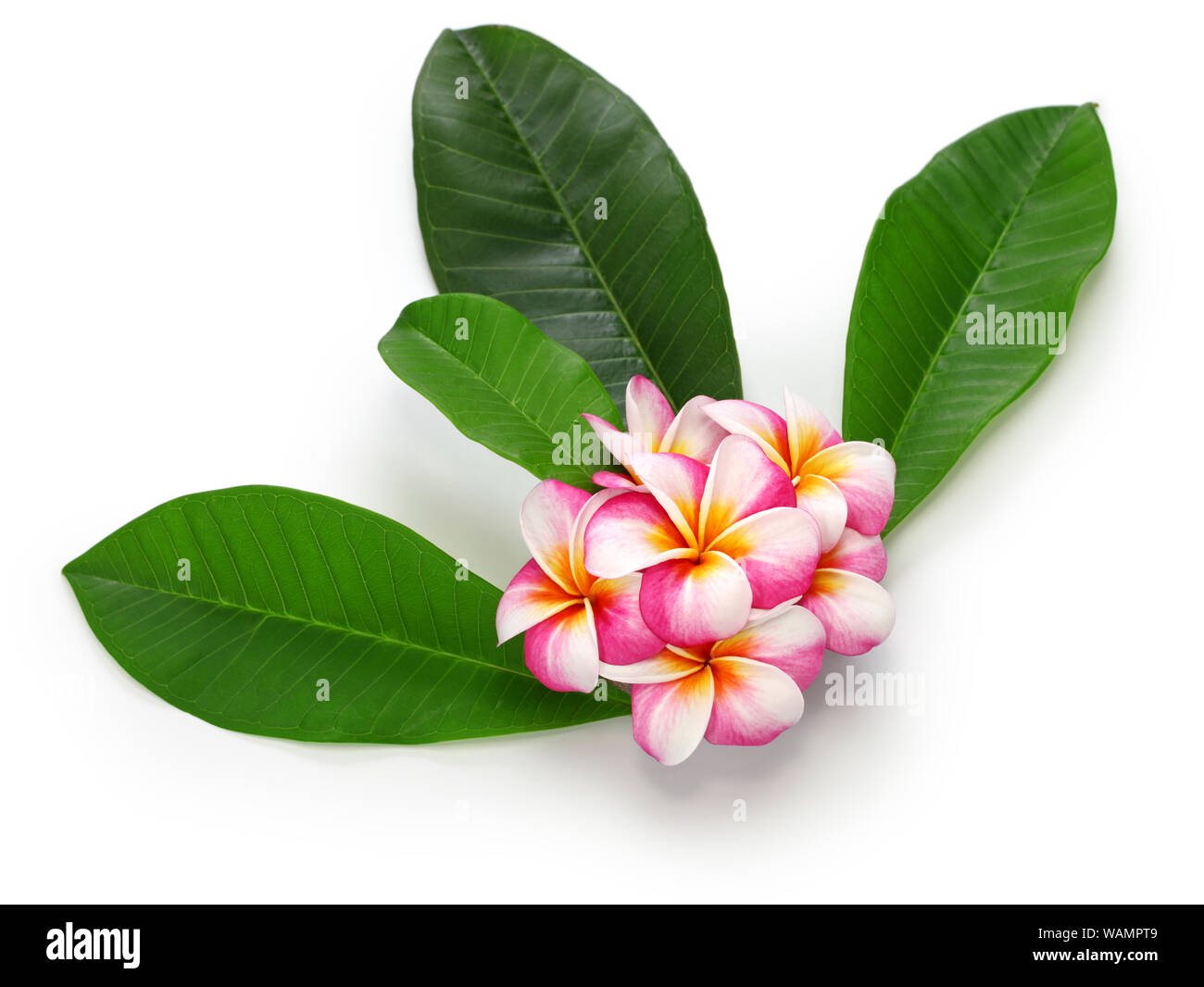 Plumeria Blumen und Blätter auf weißem Hintergrund Stockfoto