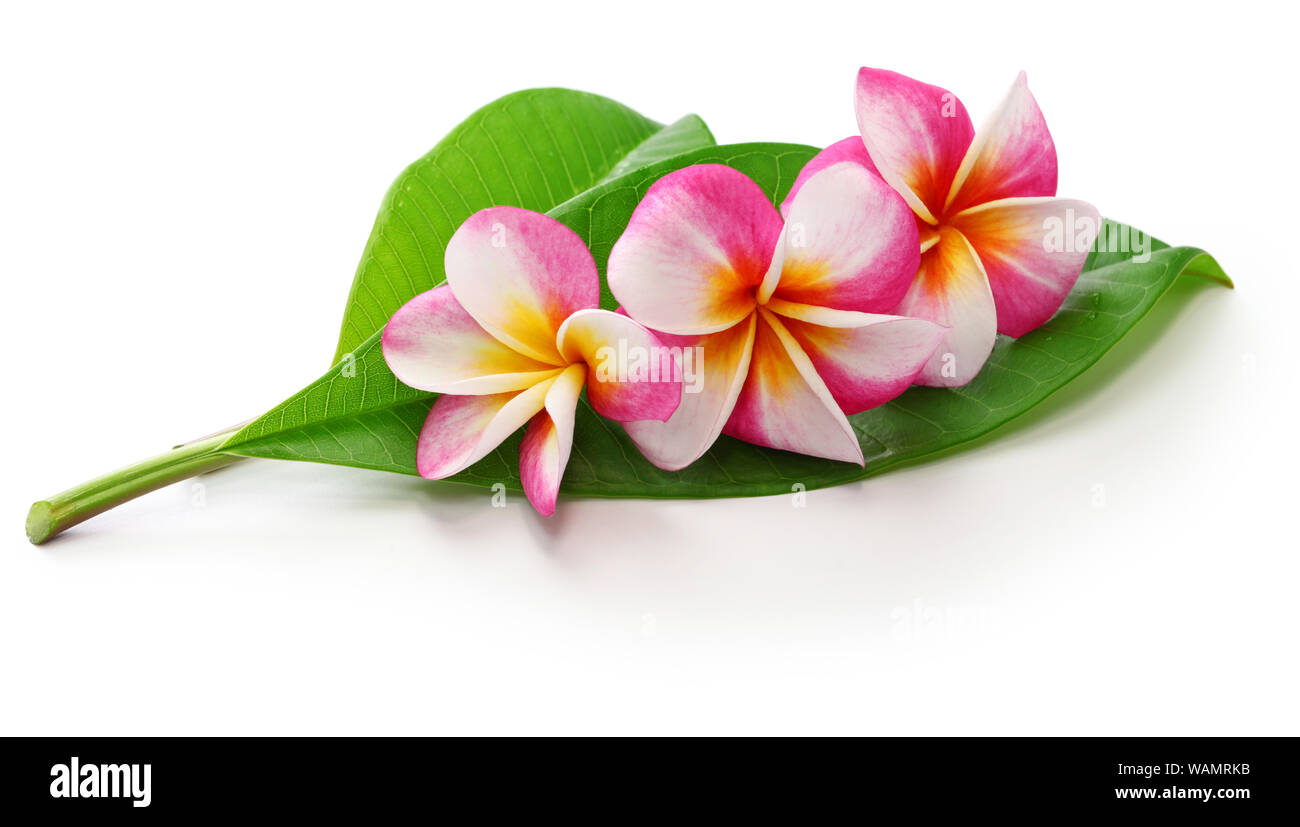 Plumeria Blumen und Blätter auf weißem Hintergrund Stockfoto