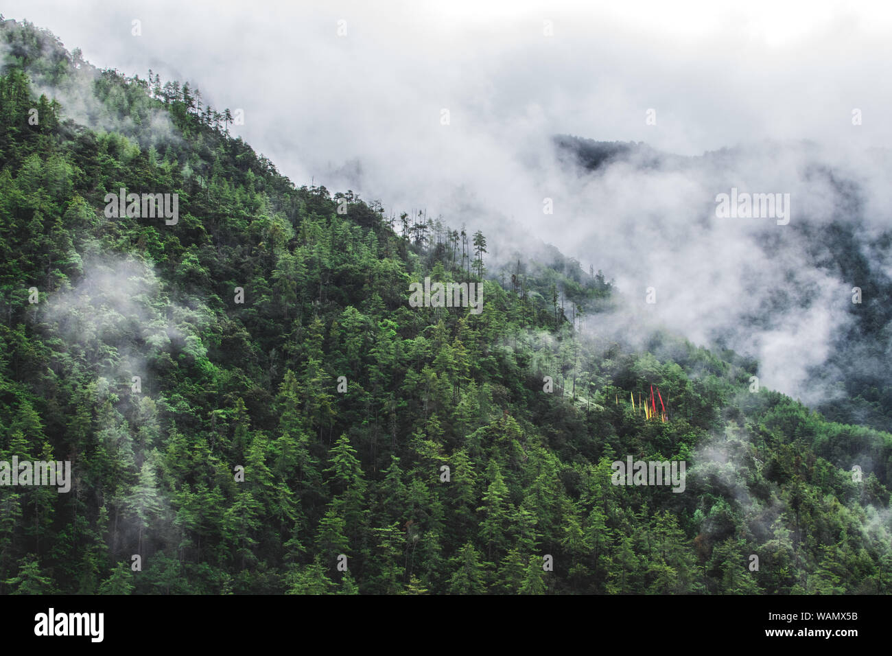 Hügel, Wald, Bhutan Stockfoto