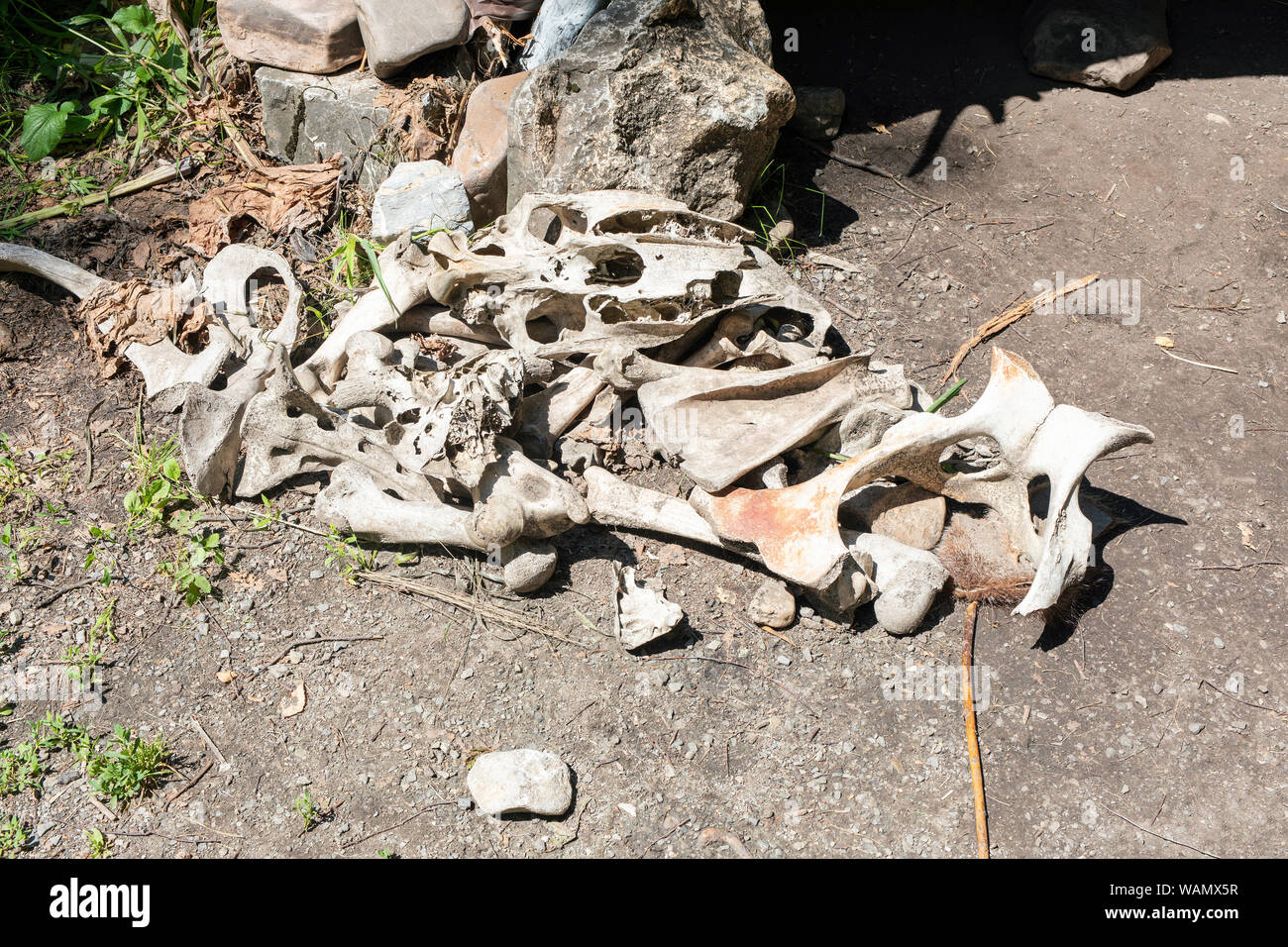 Ein Haufen Tierknochen als Teil der Ausstellung über das Leben der alten Menschen in der Steinzeit Stockfoto