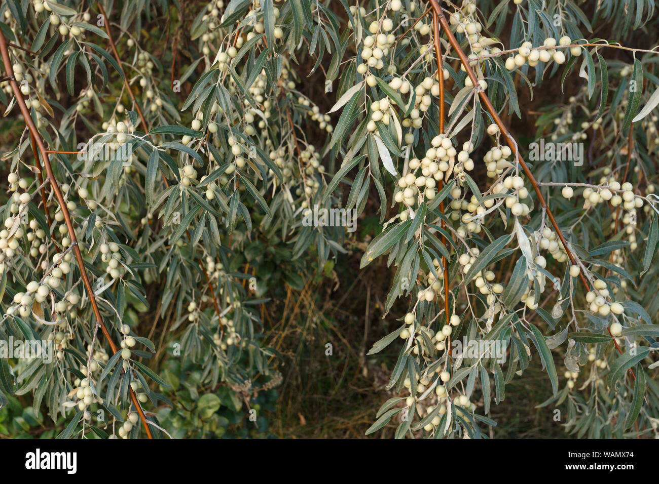 Elaeagnus angustifolia Obst auf dem Zweig Stockfoto