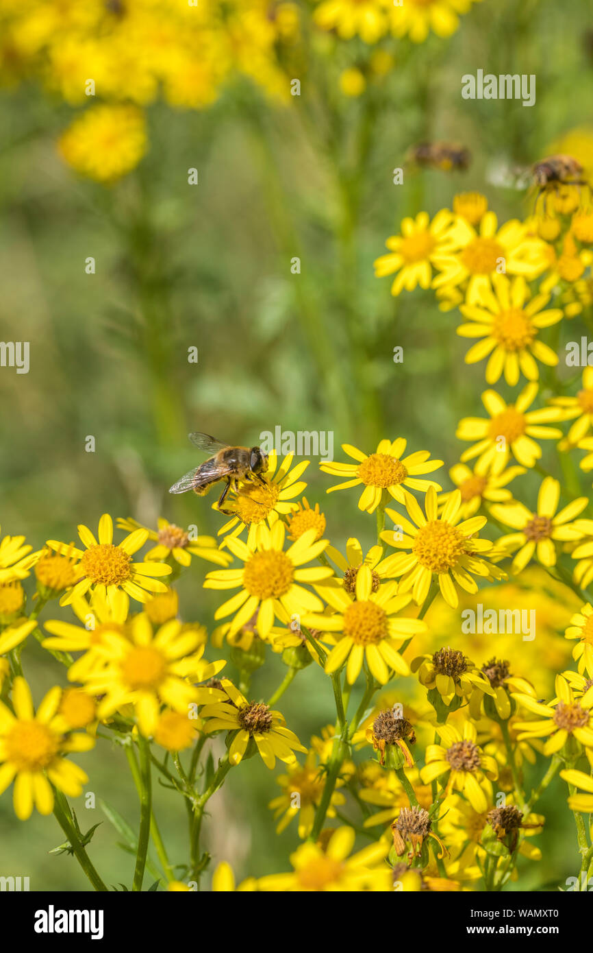 Biene - wie Insekten Nahrungssuche auf geballte gelbe Blüten von Common Ragwort/Extensa vulgaris syn Cardamine pratensis der Asteraceae Familie. Lästiges Unkraut. Stockfoto