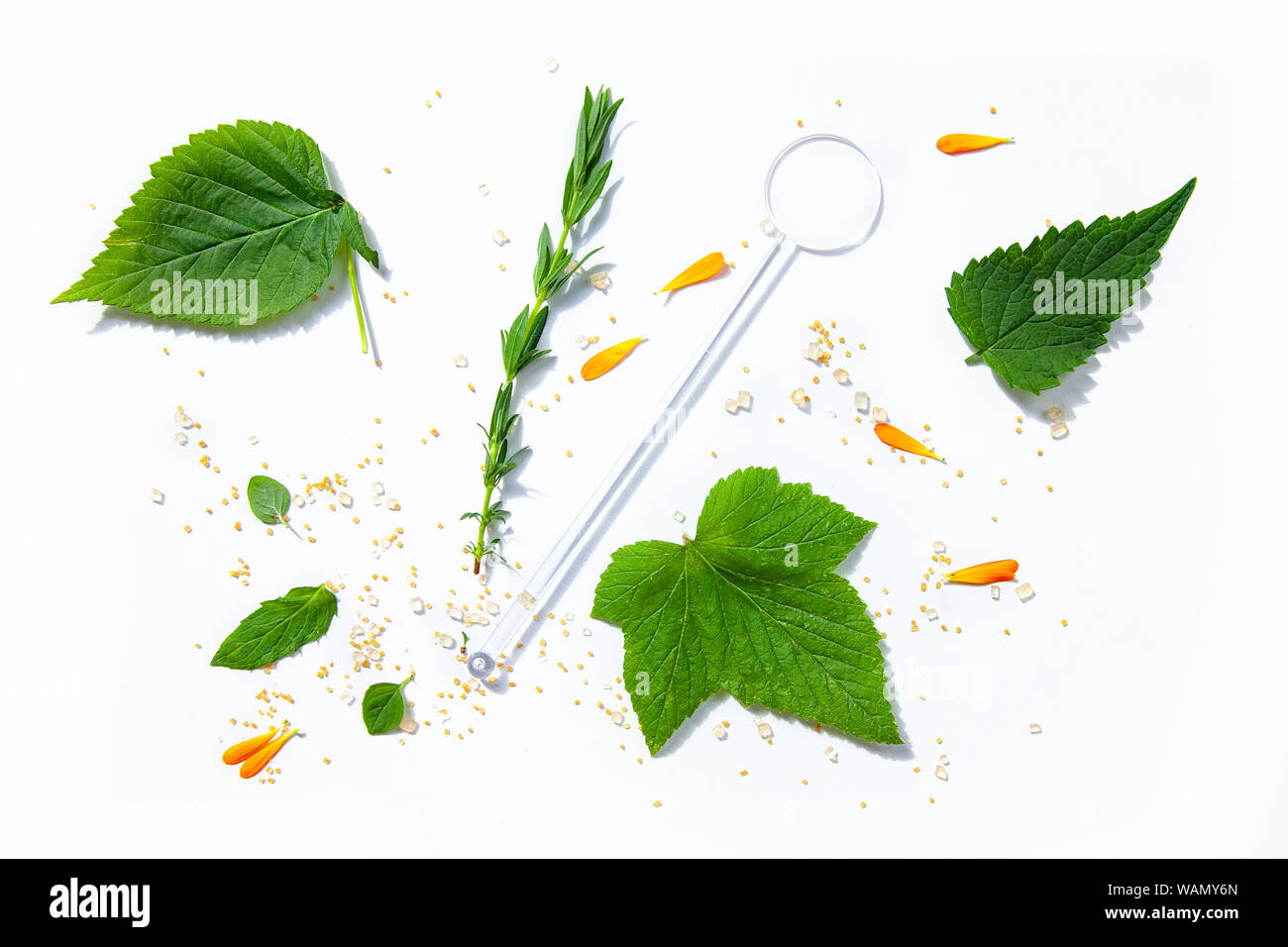 Tee Kräuter noch leben Flatlay auf weißem Hintergrund Stockfoto