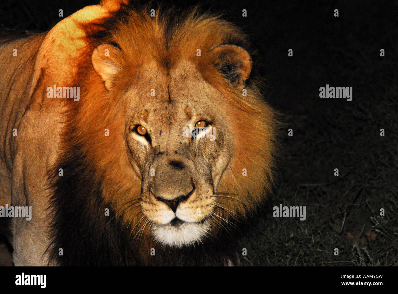 Diese erstaunliche Lion kam ganz in der Nähe unserer Safari Lkw während einer Nacht Safari in Südafrika. . . Atemberaubend! Stockfoto