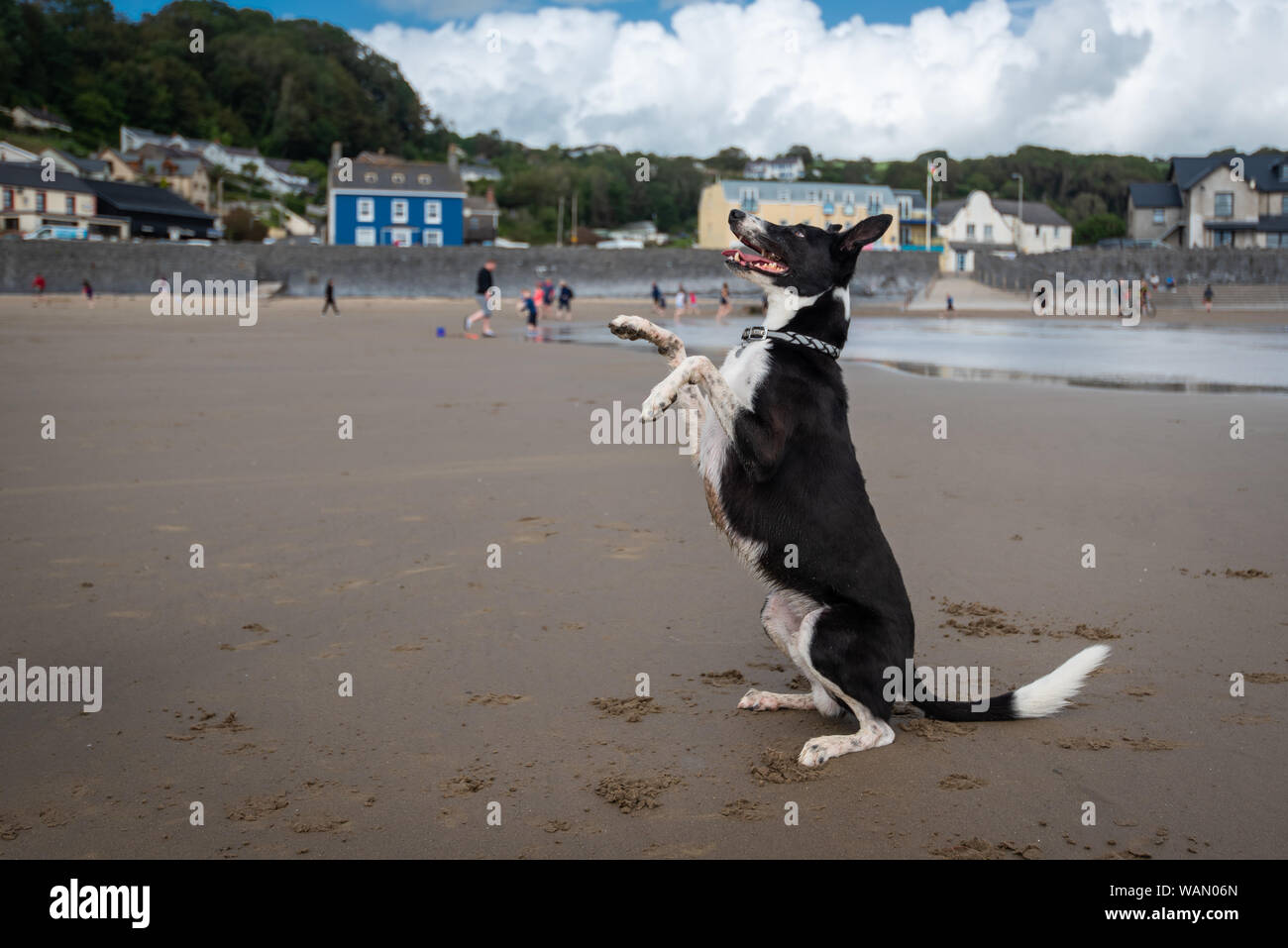 Glücklicher Hund genießen Sie die Freiheit auf einem hundefreundlichen Strand in Pendine, Wales, Großbritannien Stockfoto