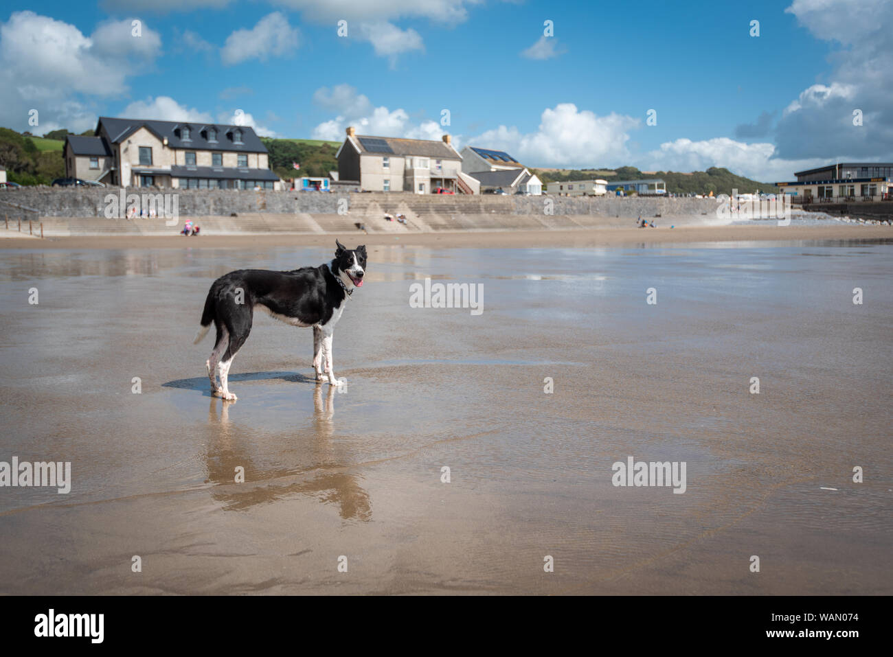 Glücklicher Hund genießen Sie die Freiheit auf einem hundefreundlichen Strand in Pendine, Wales, Großbritannien Stockfoto