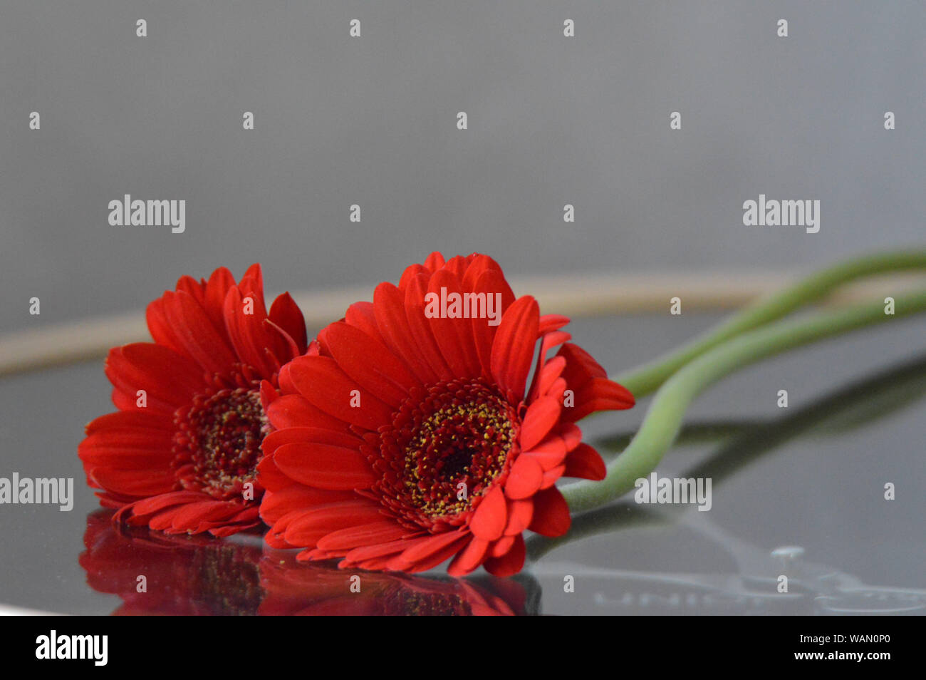 Rote Gerbera Daisy Stockfoto