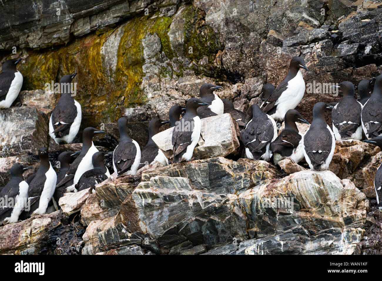 Thick-billed murre (Uria lomvia) Stockfoto