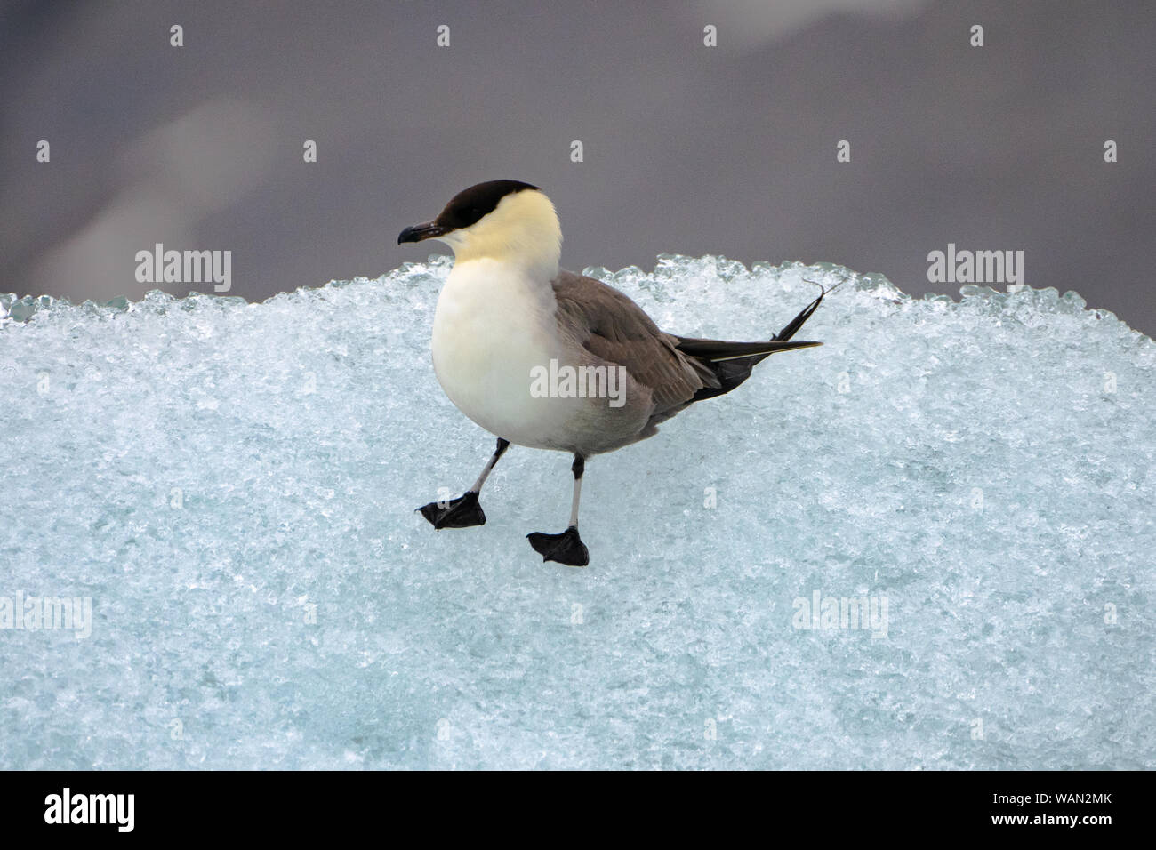 Schmarotzerraubmöwe, Arktis jaeger oder parasitäre Skua (Eulen parasiticus) Stockfoto