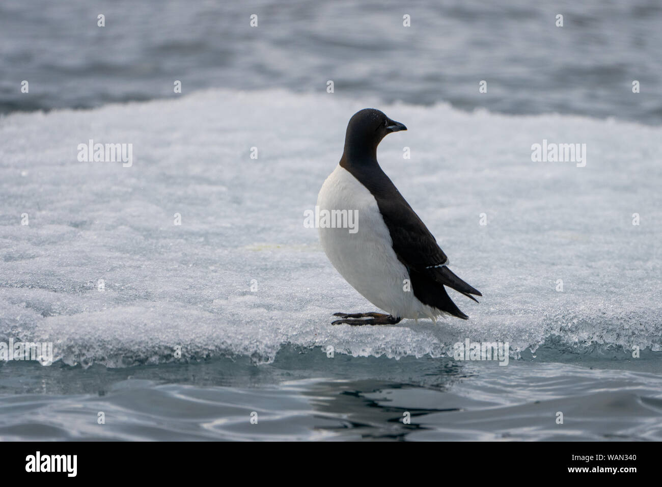 Thick-billed murre (Uria lomvia) Stehend auf schwimmende Eis Stockfoto