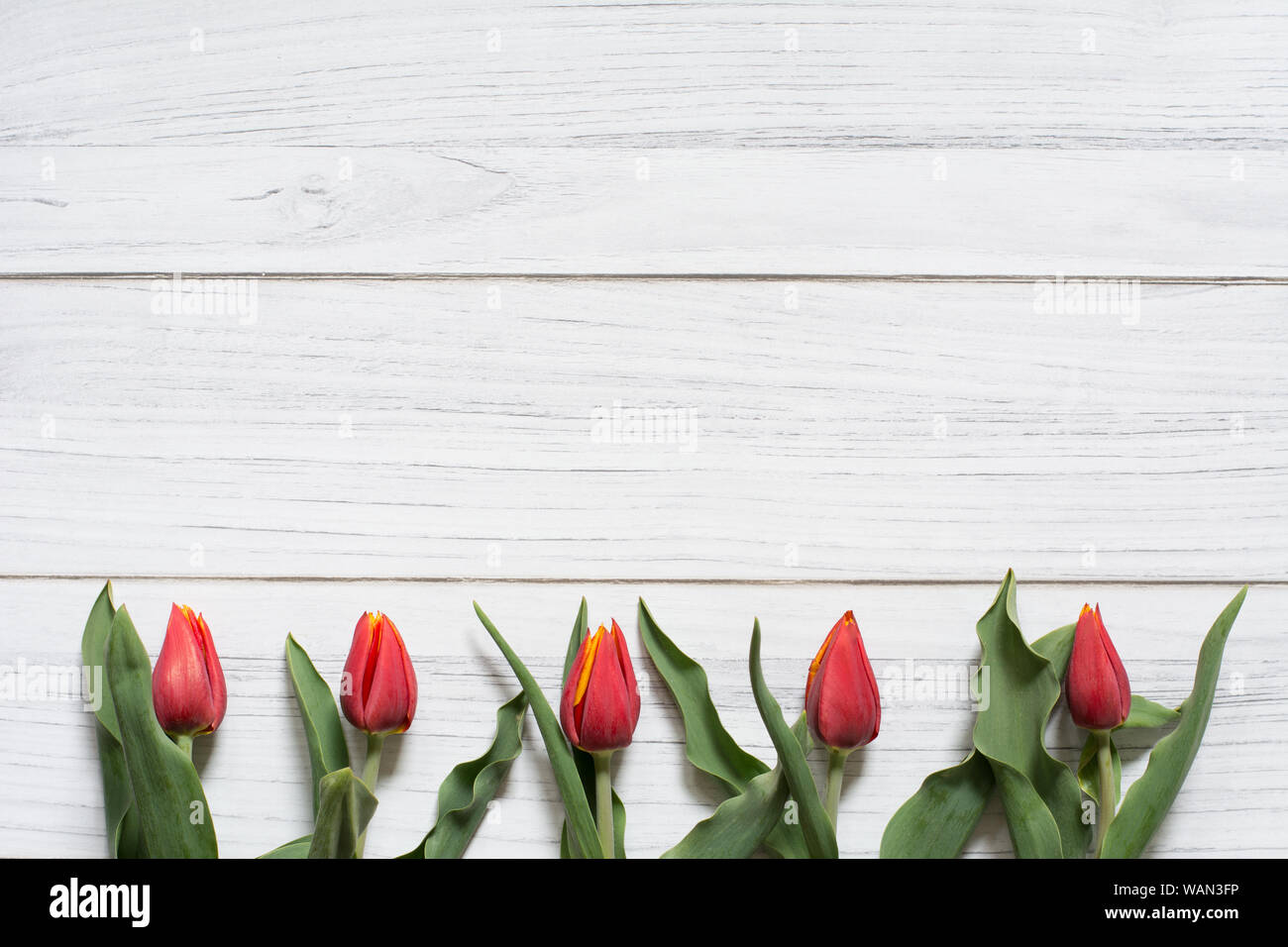 Feder Grenze mit einer Reihe von roten Tulpen auf weißem Holz- Hintergrund Stockfoto