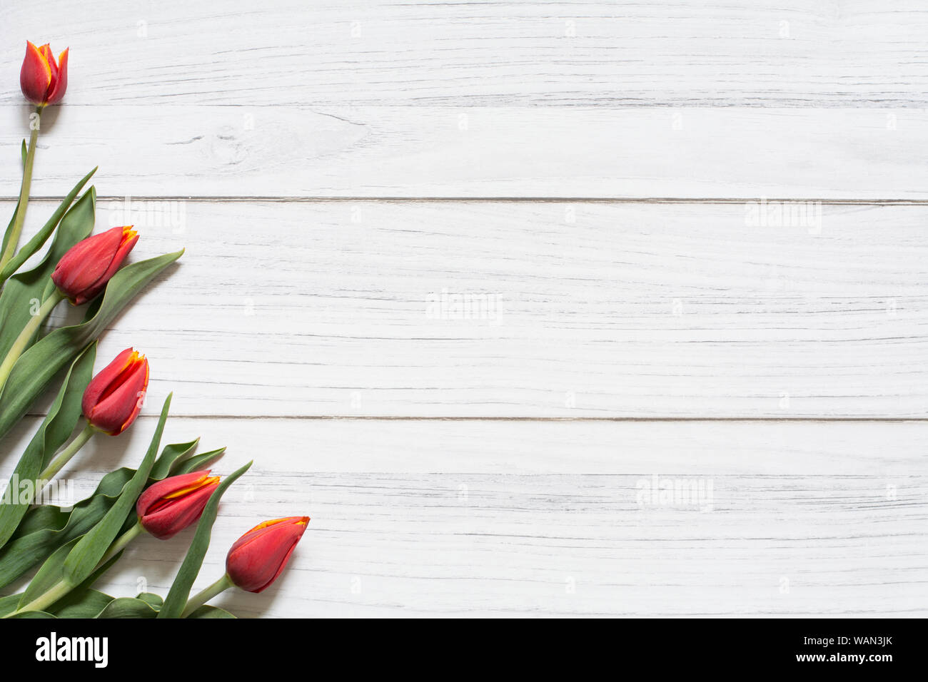 Feder Grenze mit einer Ecke mit fünf Rote Tulpen auf weißem Hintergrund Holz dekoriert Stockfoto