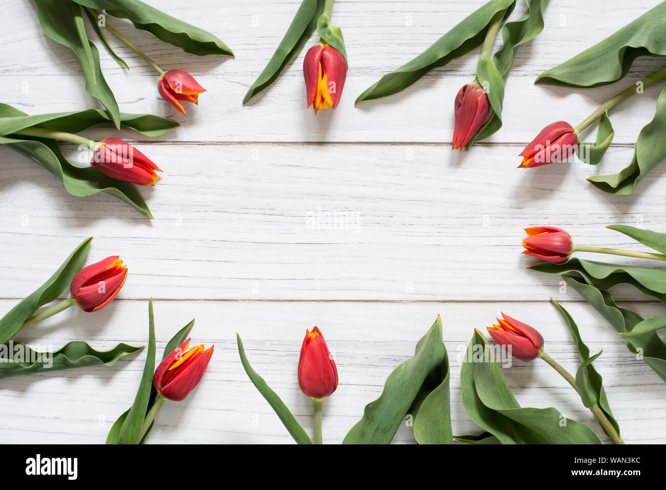 Feder Grenze mit roten Tulpen in einem Kreis auf weißem Holz- Hintergrund angeordnet Stockfoto