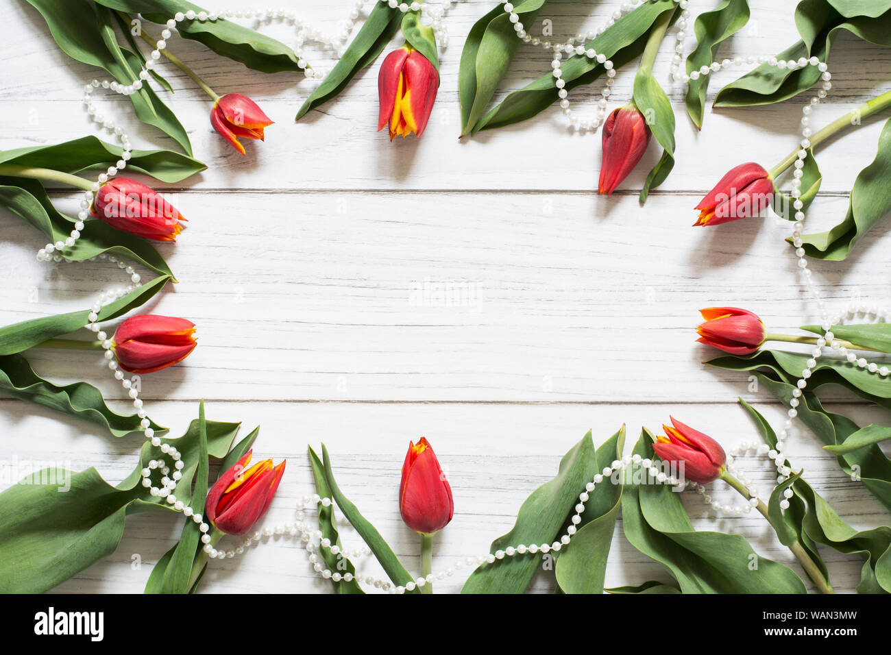 Feder Grenze mit roten Tulpen und weißen Perlen Kette in einem Kreis angeordnet auf weißem Holz- Hintergrund Stockfoto