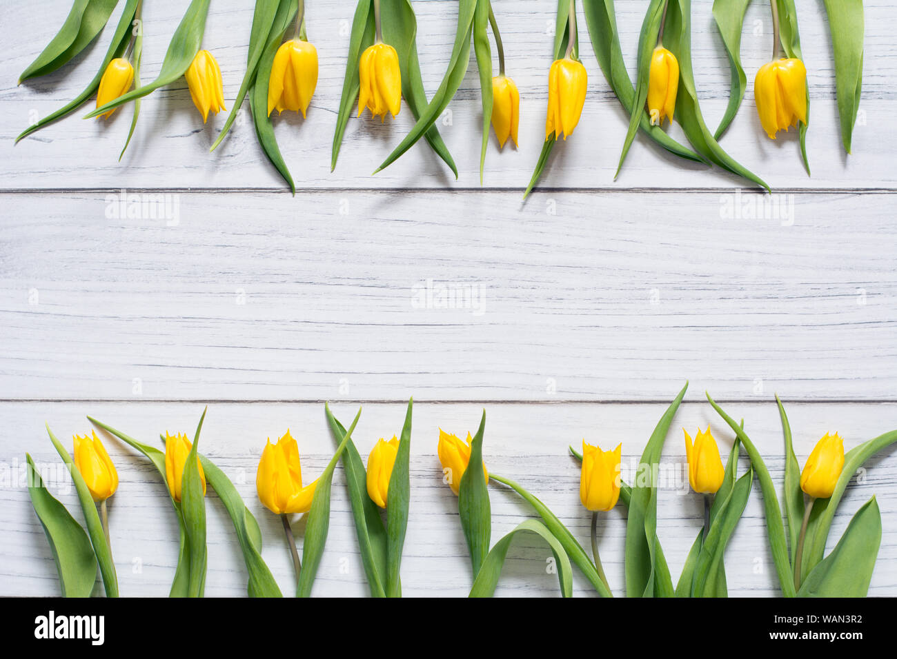 Feder Grenze mit zwei Reihen von gelben Tulpen auf weißem Holz- Hintergrund Stockfoto