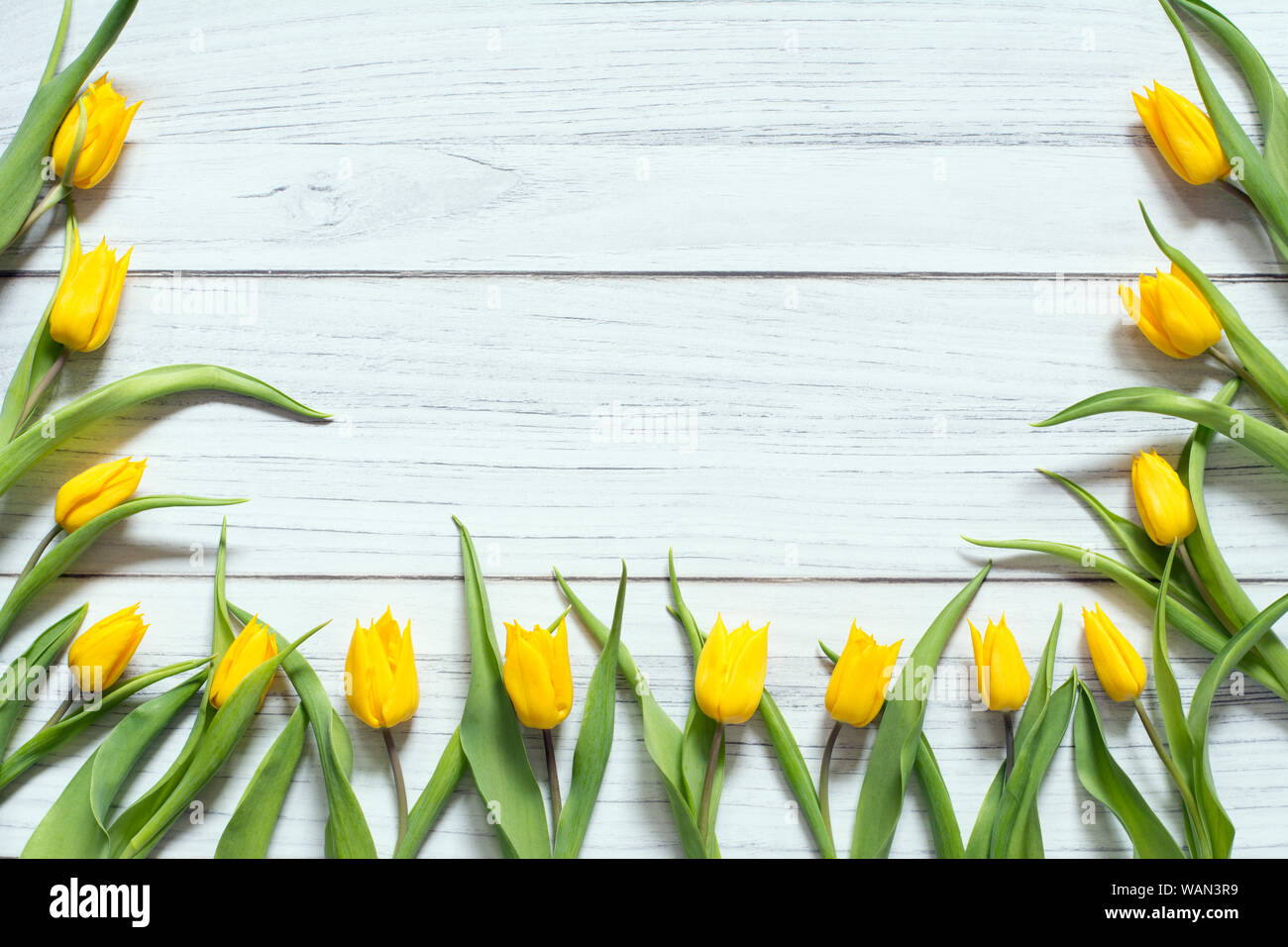 Feder Grenze mit gelben Tulpen auf drei Seiten von weißen Holz- Hintergrund angeordnet Stockfoto