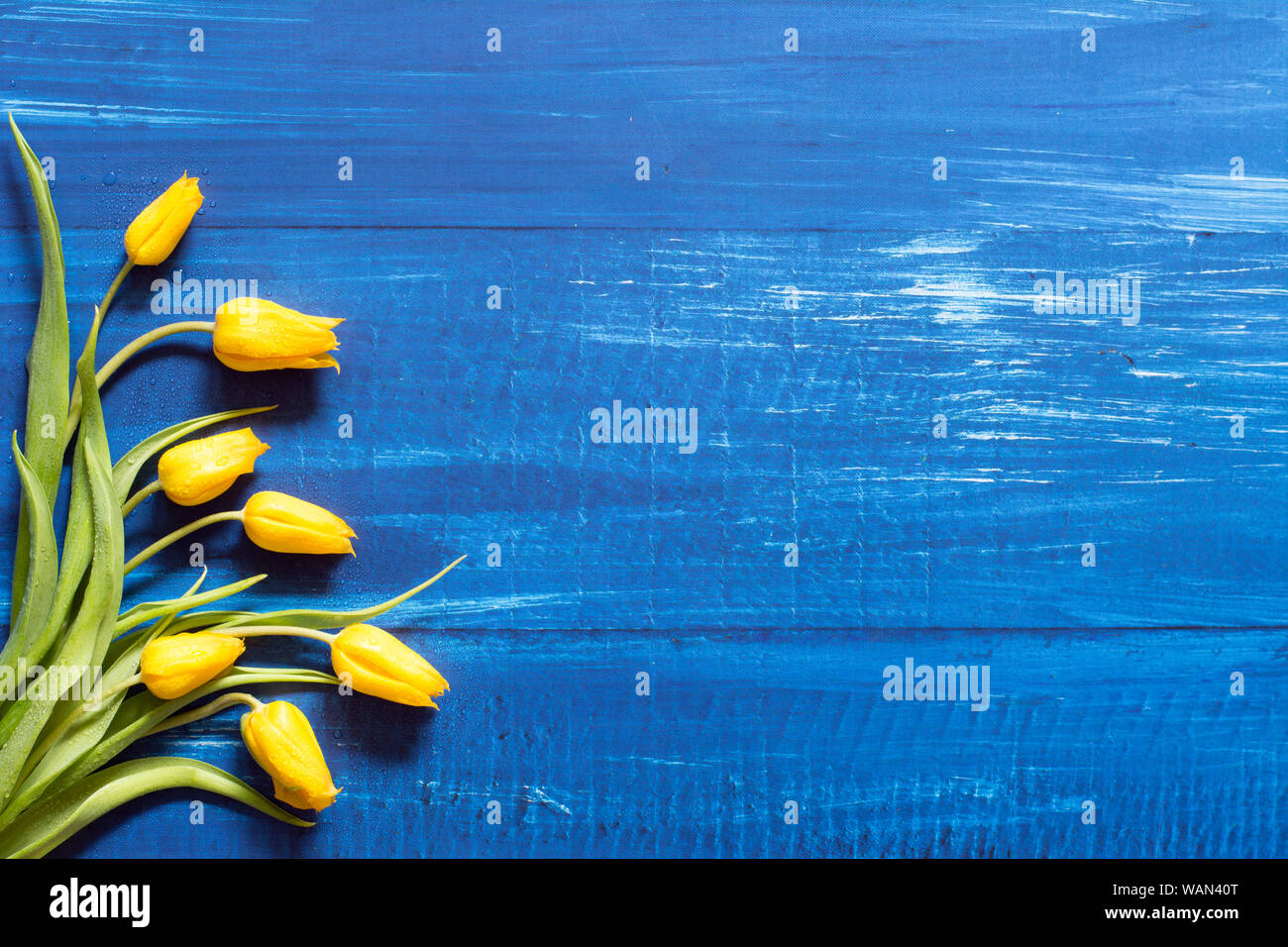 Feder Rahmen mit einem Strauß gelber Tulpen auf Blau Holz- Hintergrund Stockfoto