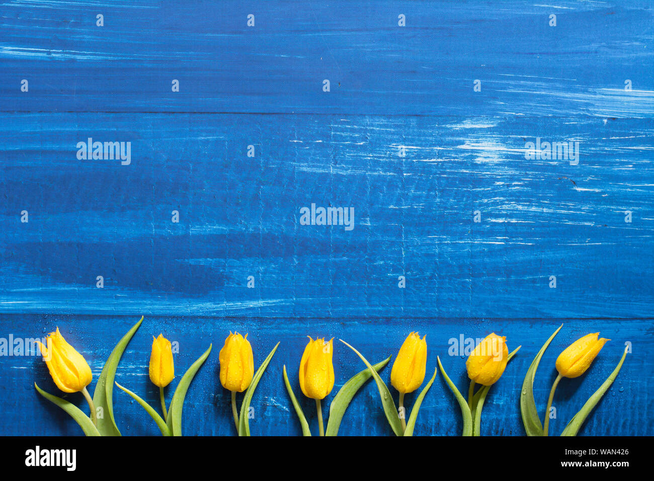 Die Feder mit einer Reihe von gelben Tulpen auf Blau Holz- Hintergrund - text Raum Stockfoto