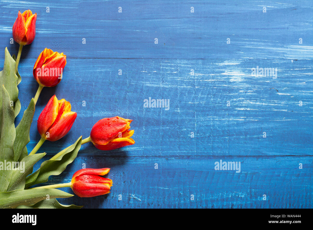 Feder Grenze mit einem Bouquet von roten Tulpen auf Blau Holz- Hintergrund - text Raum Stockfoto