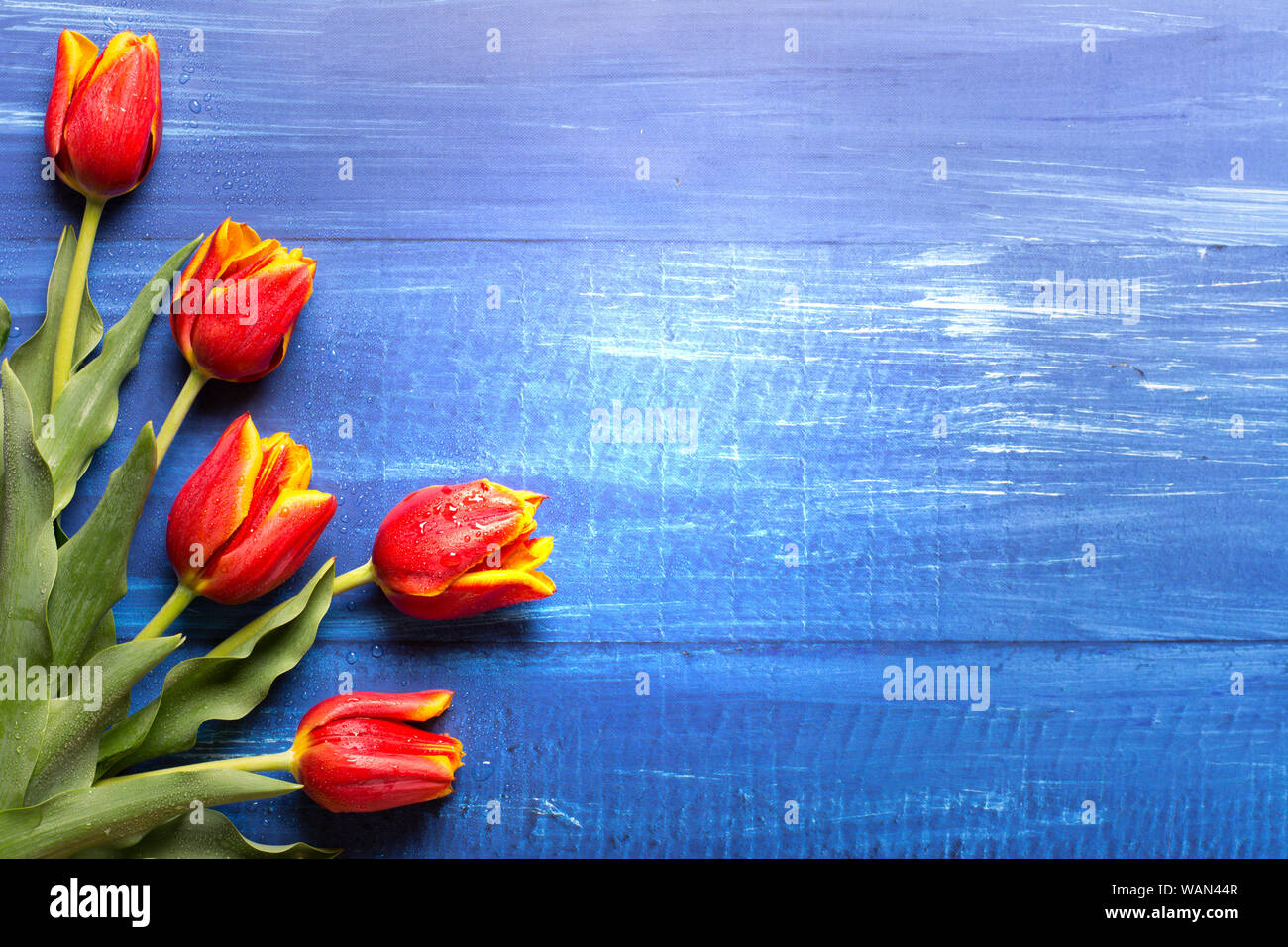 Feder Rahmen mit einem Bouquet von roten Tulpen mit Wassertropfen auf einem blauen Hintergrund Holz-text Raum, Licht in der Mitte Stockfoto