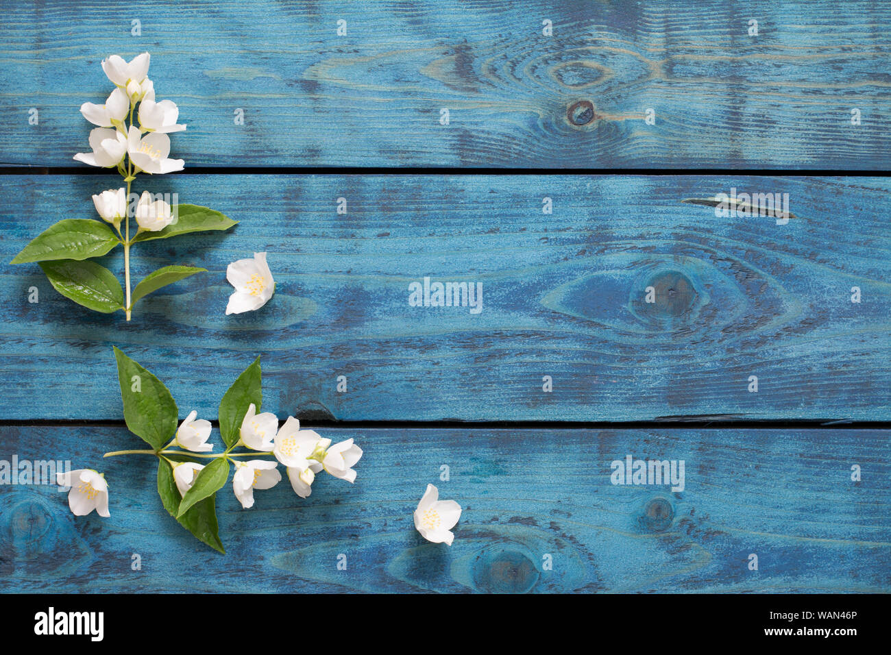 Romantische Grenze mit blühenden Jasmin Zweige auf Blau Holz- Hintergrund Stockfoto