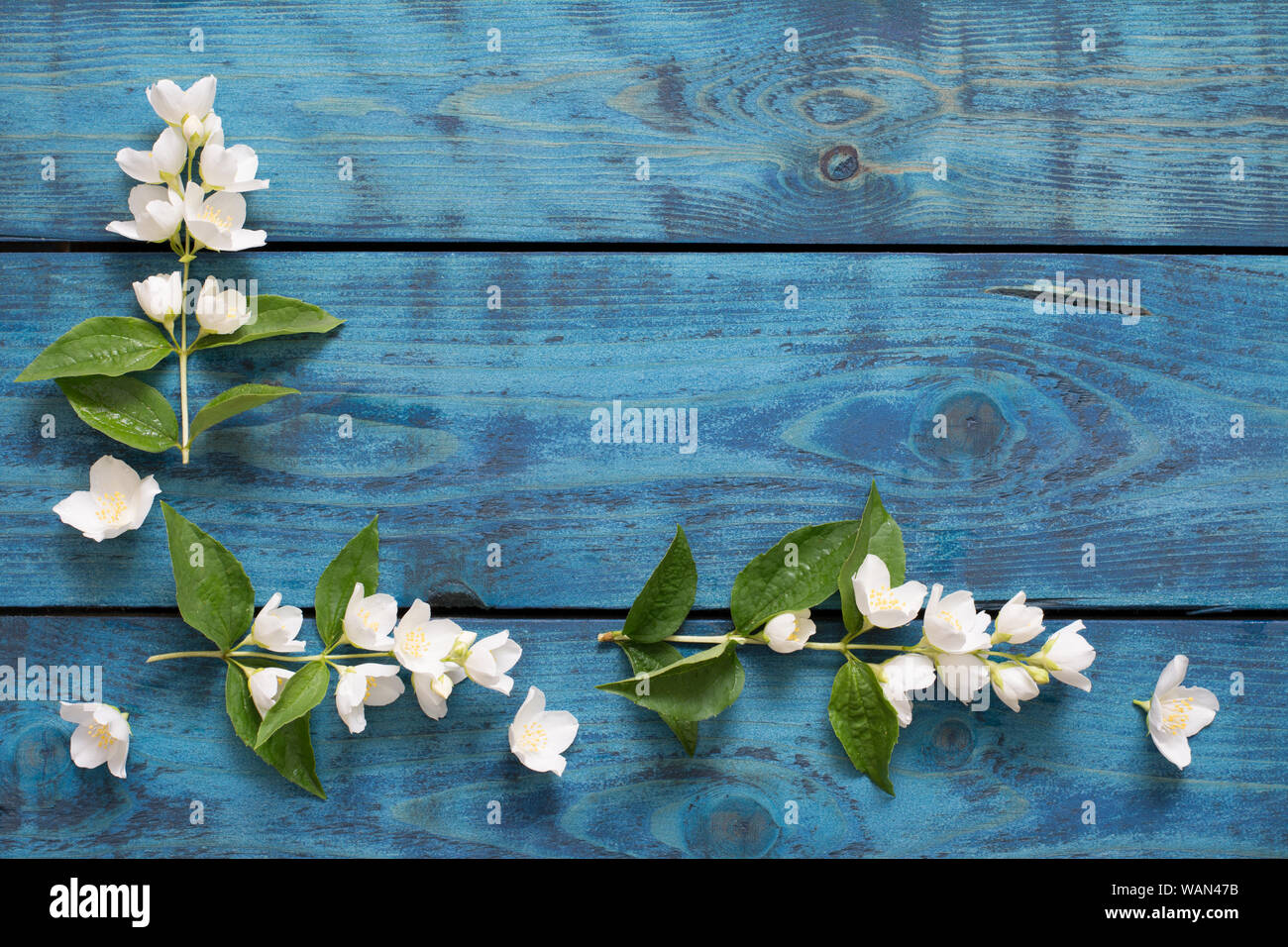 Feder Grenze mit blühenden Jasmin Zweige auf Blau Holz- Hintergrund - text Raum Stockfoto